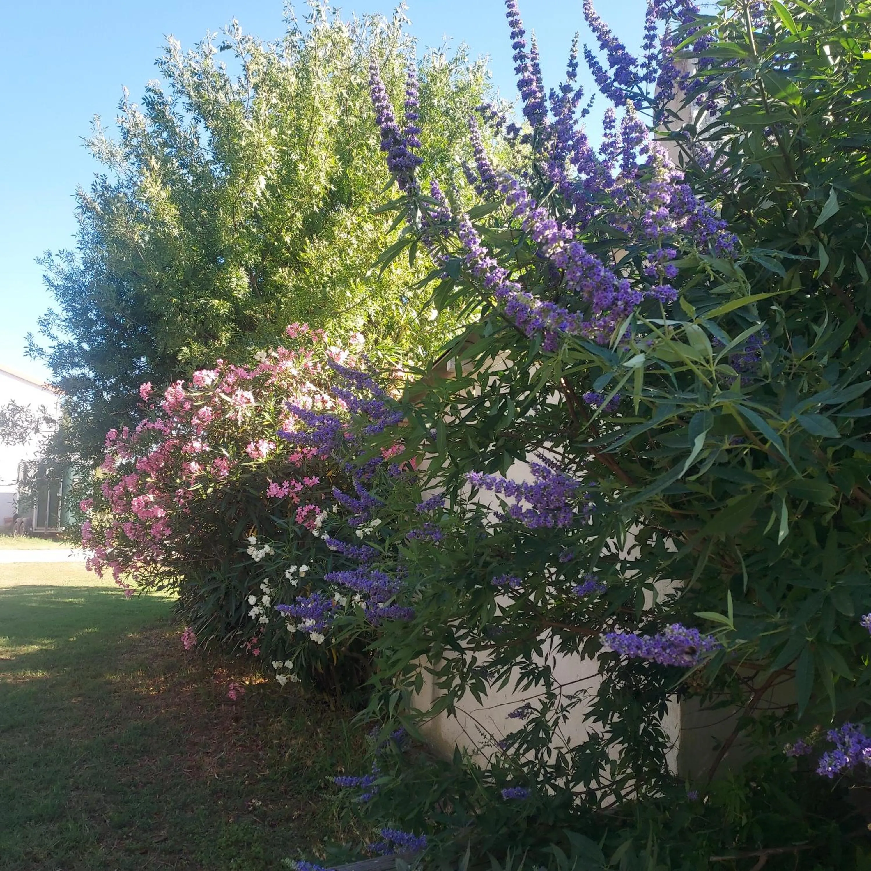 Bergerie d'Alivon en Camargue