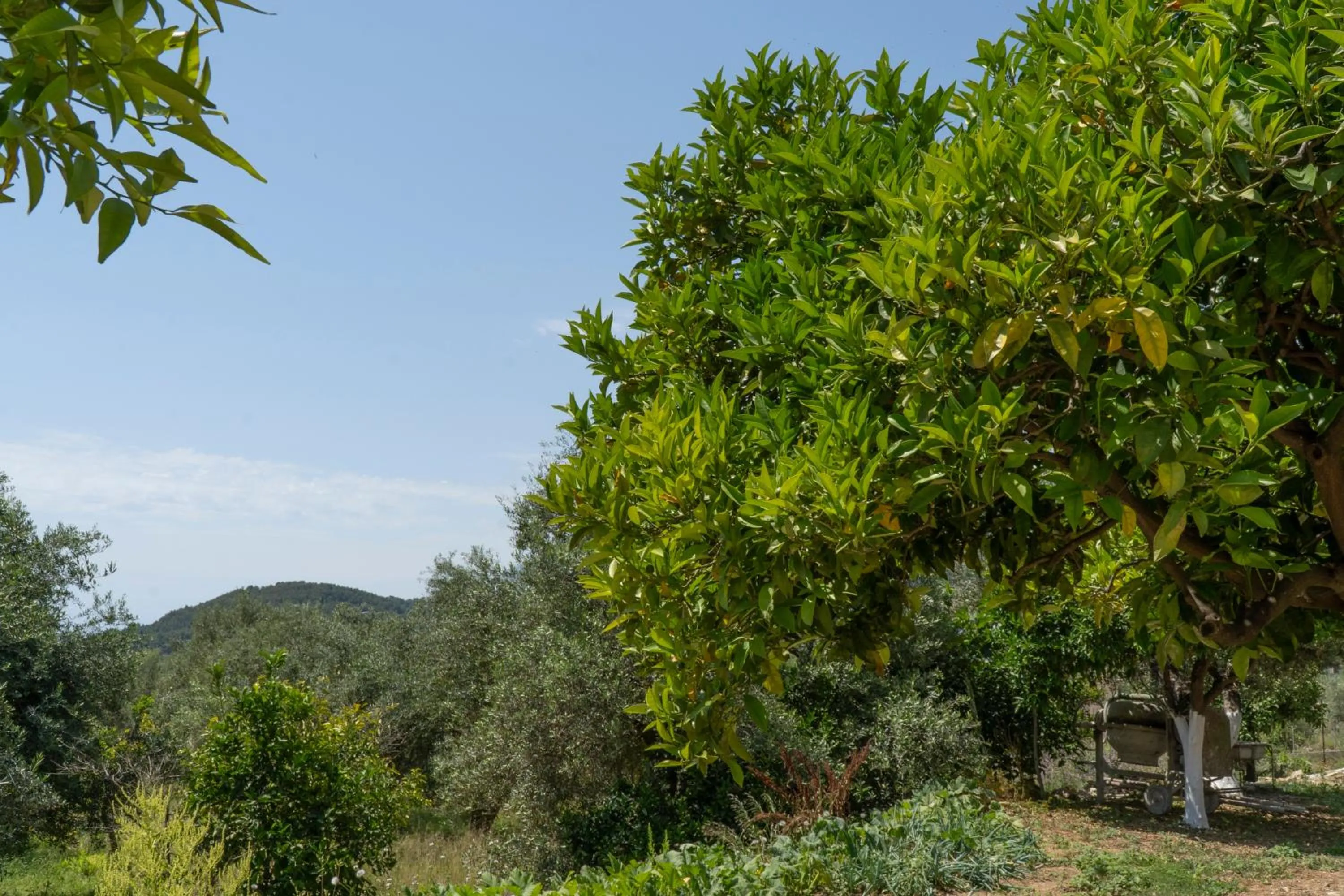 Natural landscape in Koks’ Guesthouse