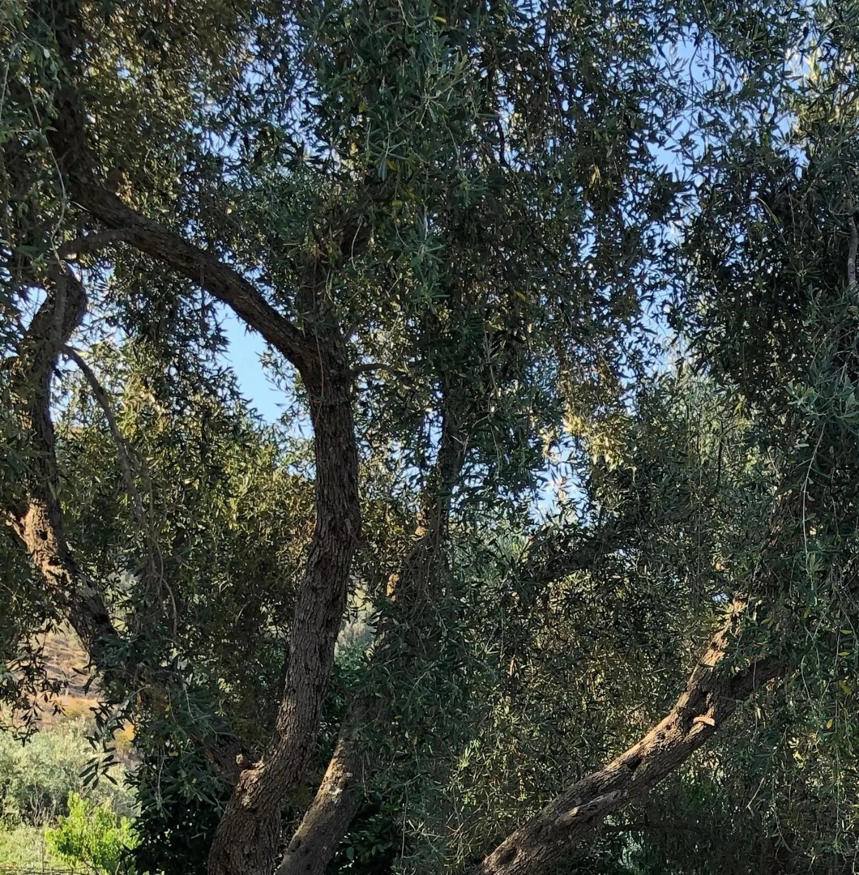 Natural landscape in Koks’ Guesthouse
