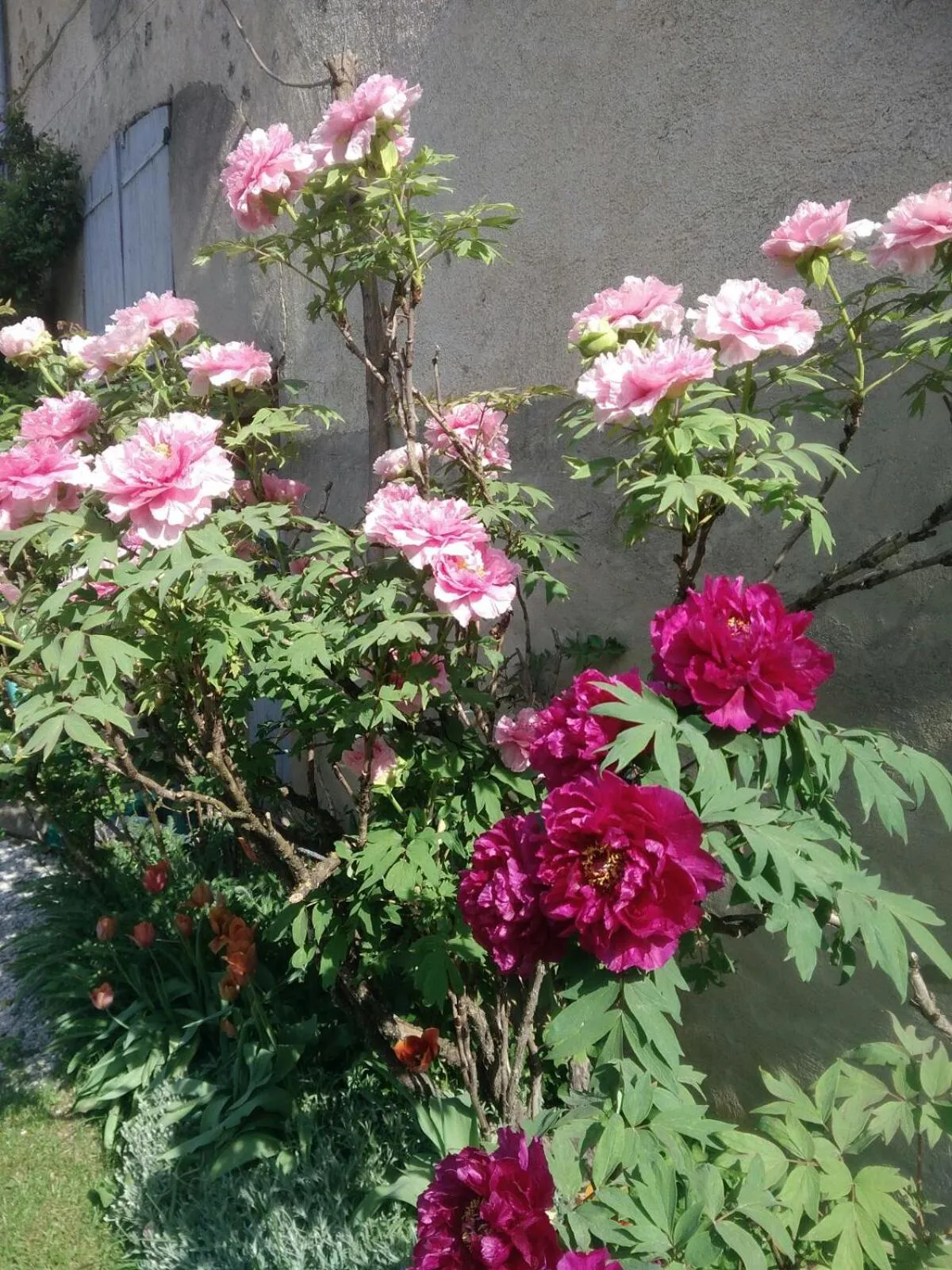 Spring in La Pie qui Chante