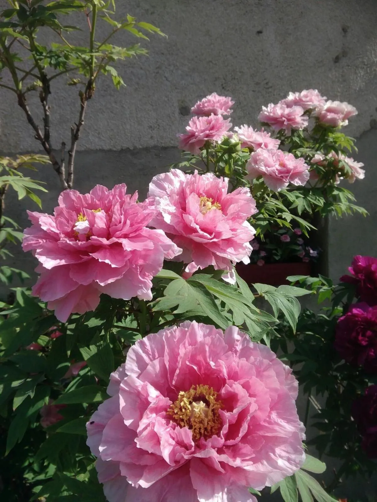 Spring in La Pie qui Chante