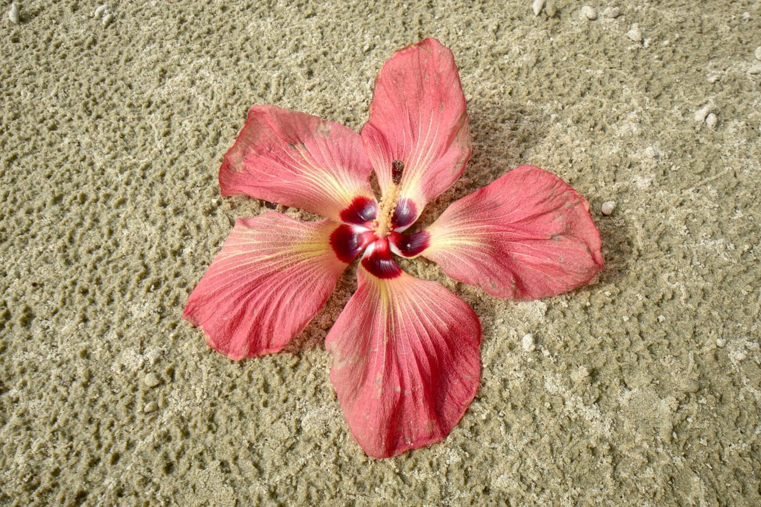 Garden in Thornton Beach Bungalows Daintree
