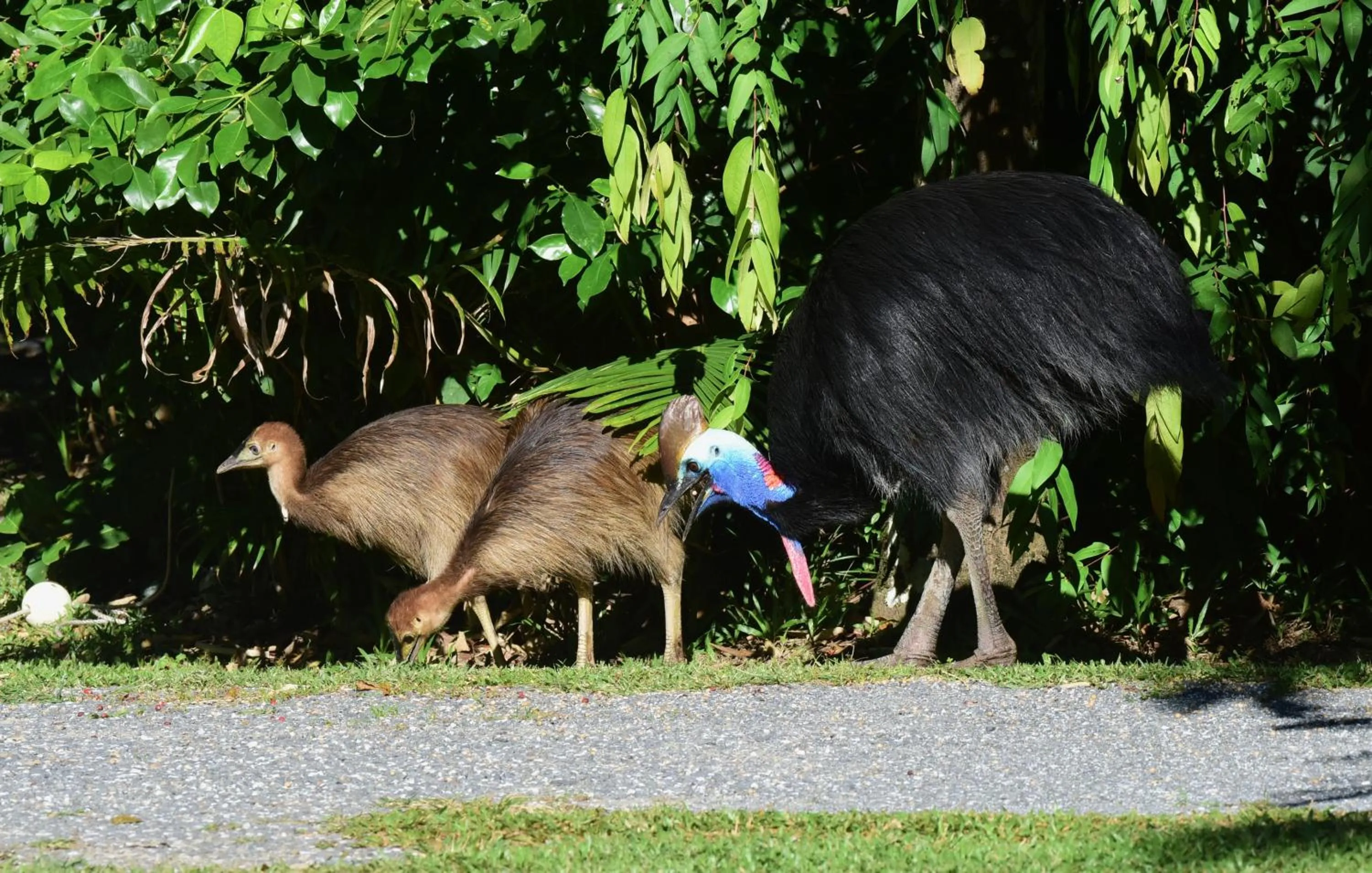Garden in Thornton Beach Bungalows Daintree