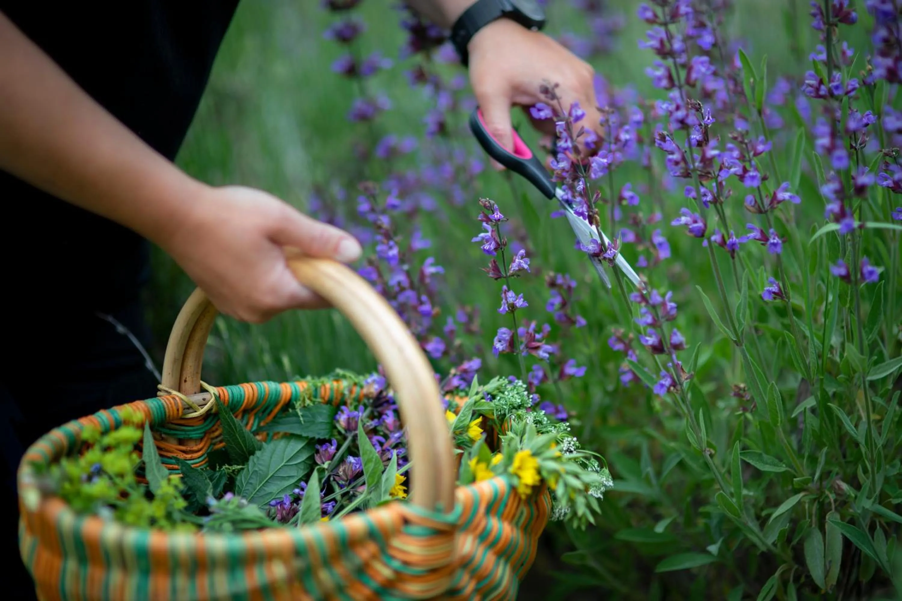 Garden in Hotel Forstmeister
