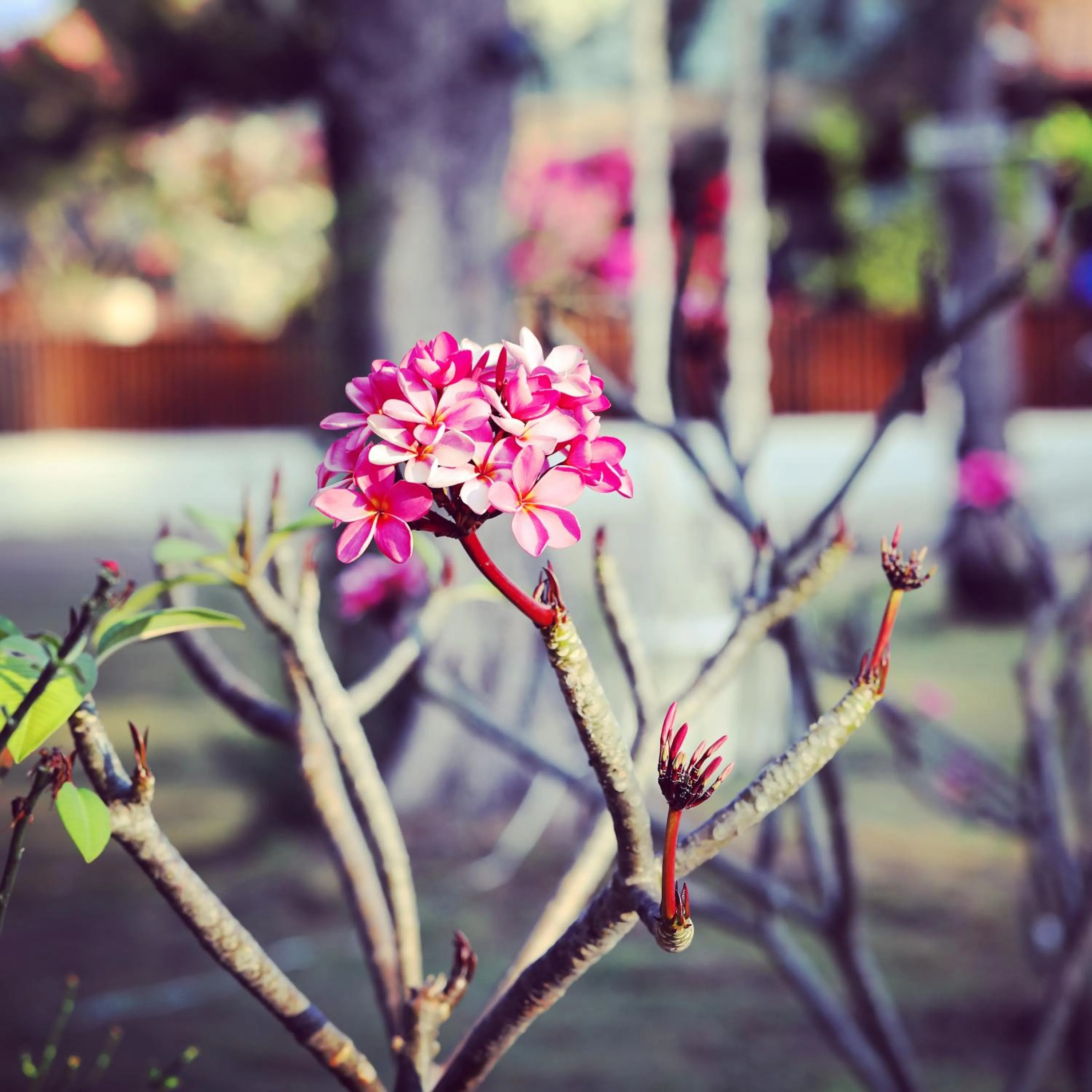 Day in Villa Sunset Beach