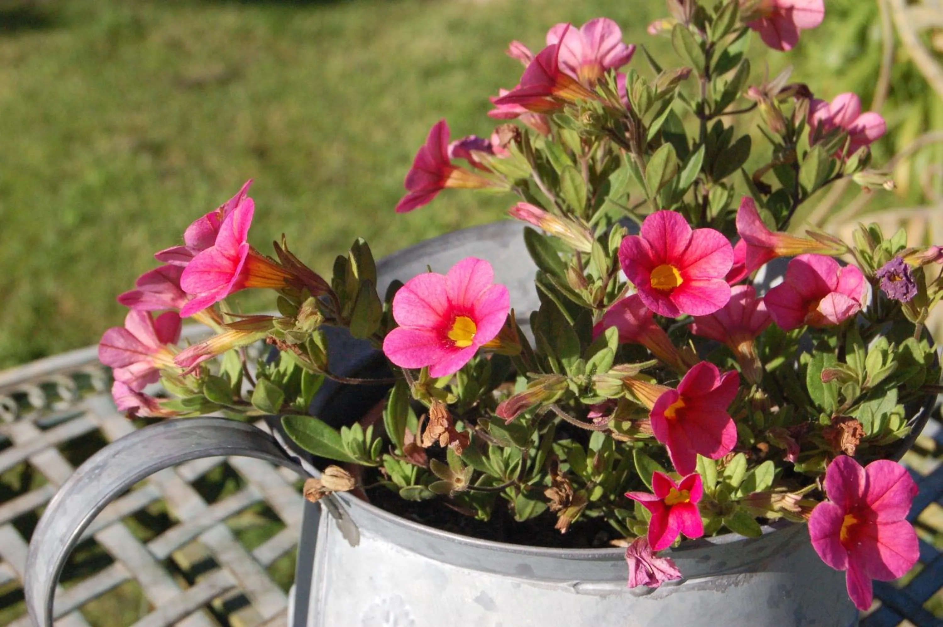 Garden in La Chaiserie