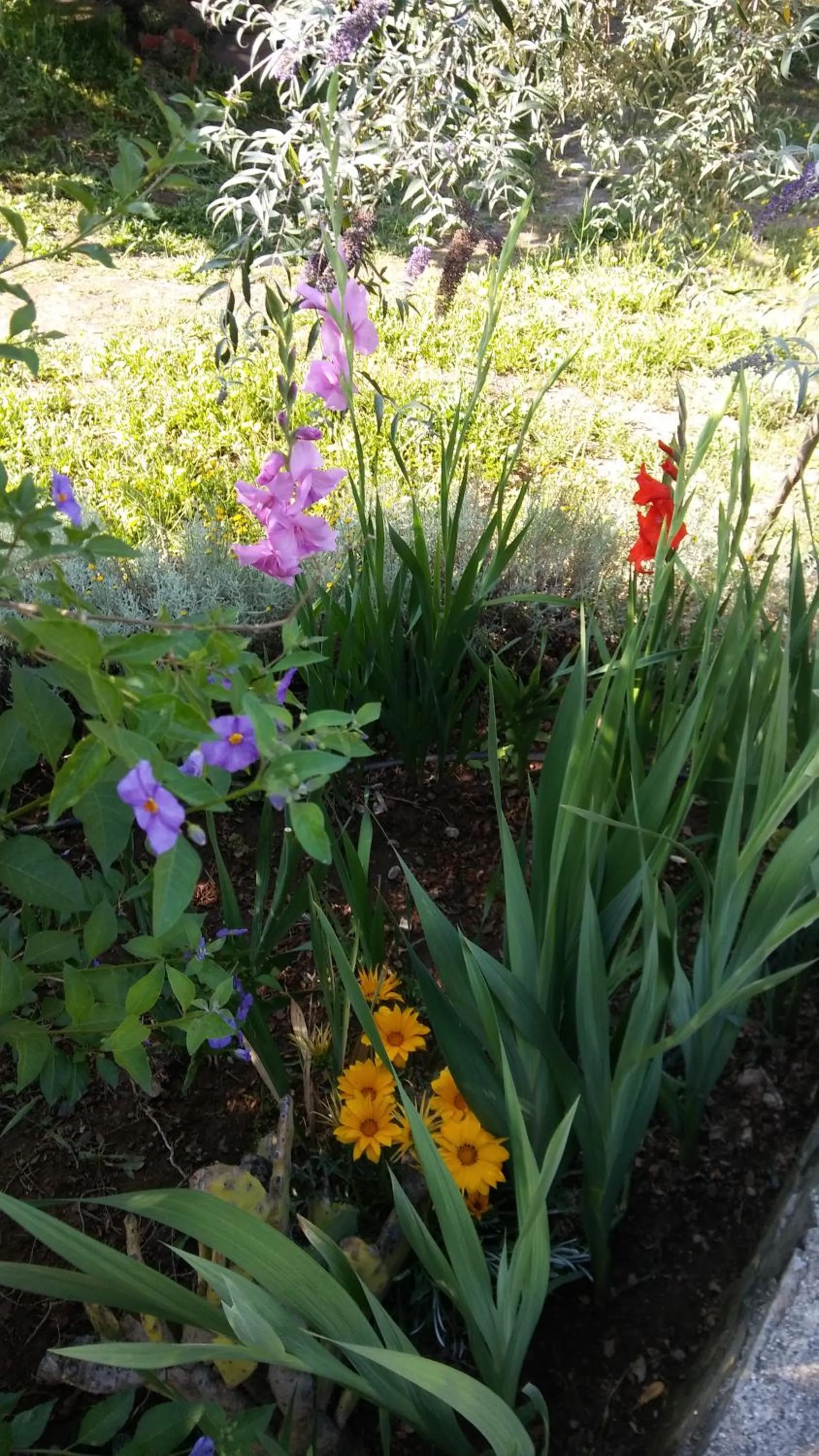Garden in La Cabaña Romantica de Llano