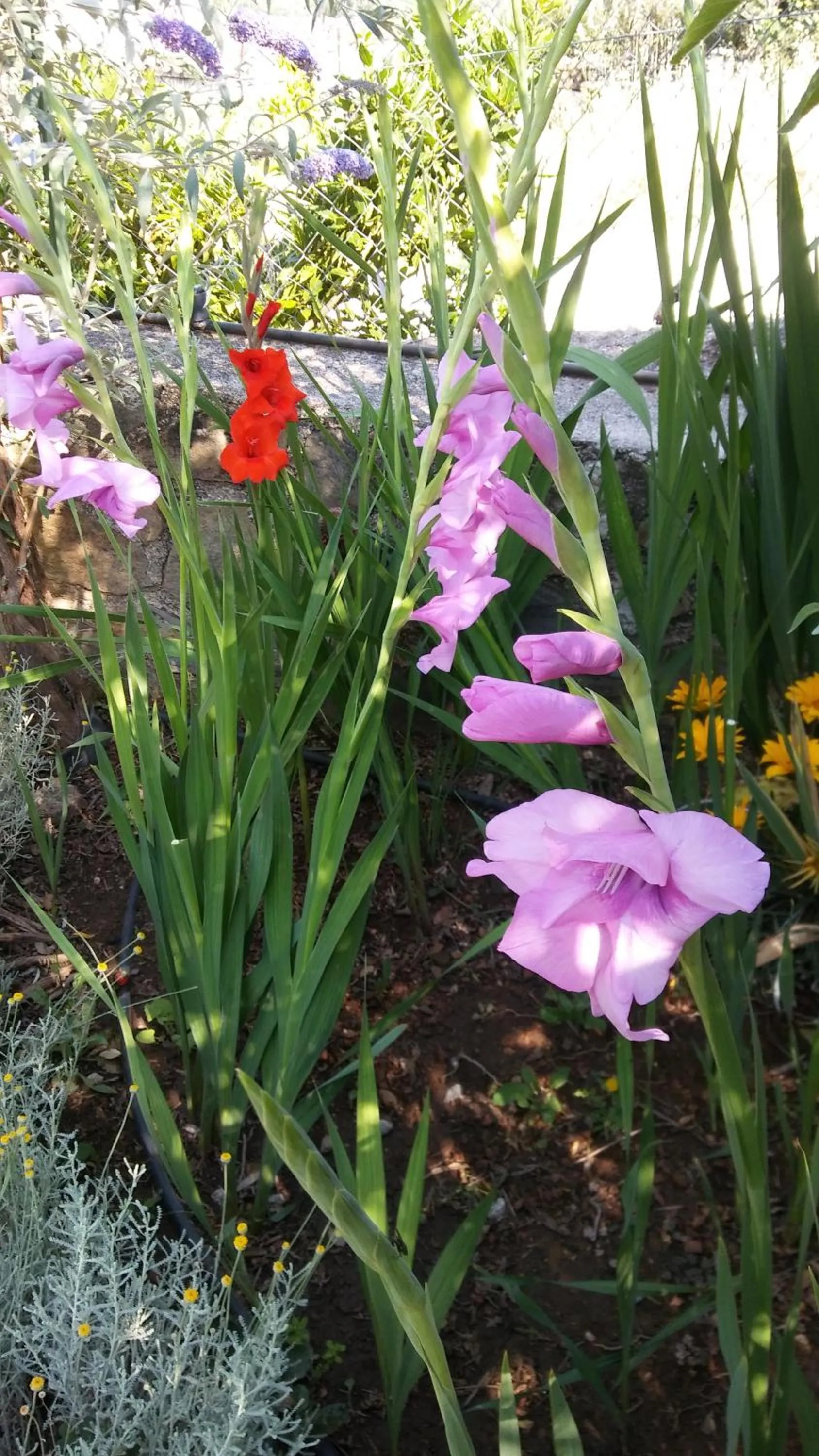 Garden in La Cabaña Romantica de Llano