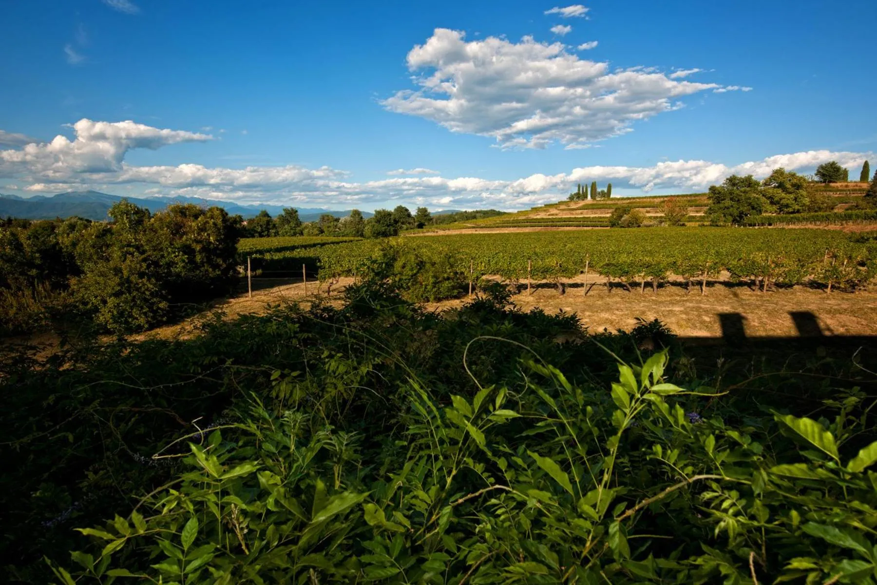 Agriturismo Tra Le Vigne