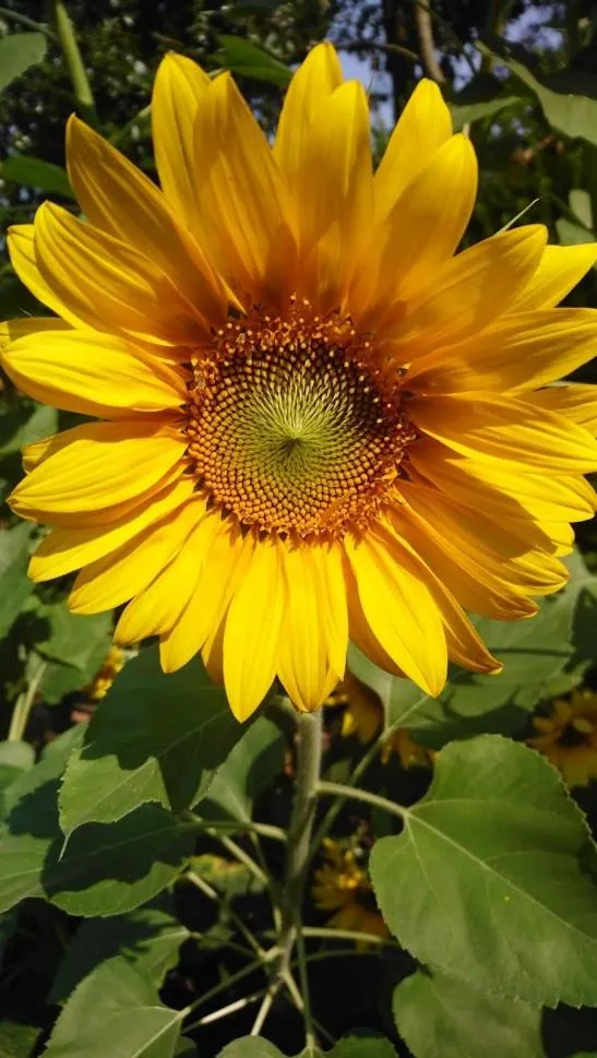 Garden in B&B Tantine