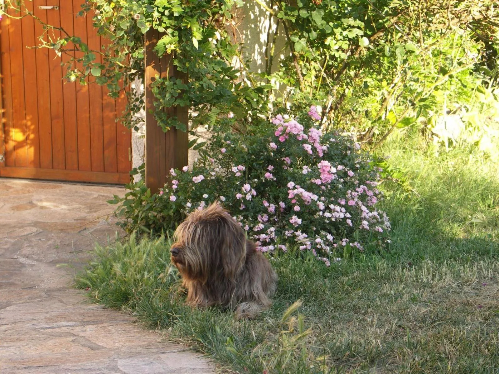 Animals in Croix Blanche