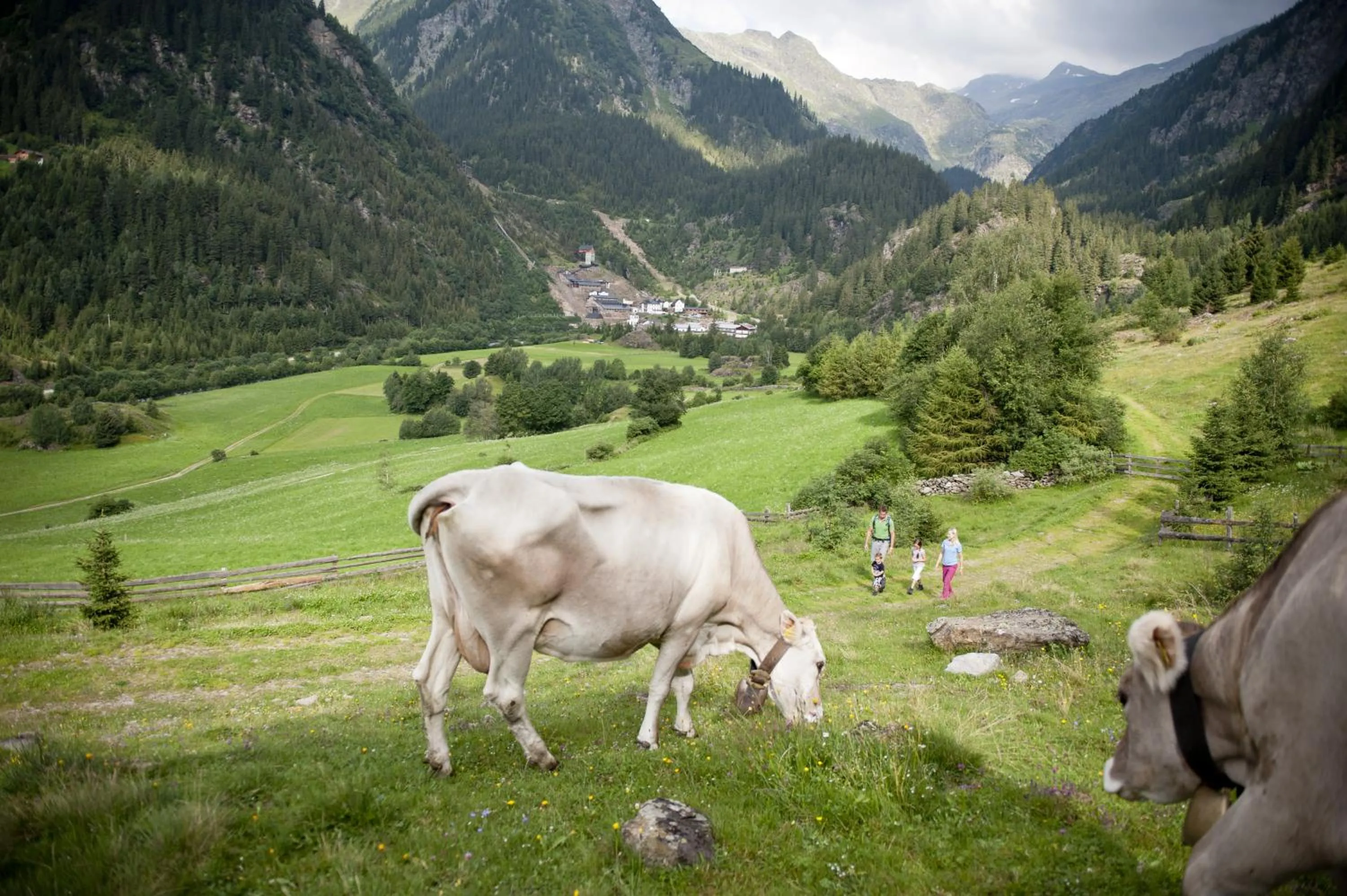 Animals in Hotel Schölzhorn Superior