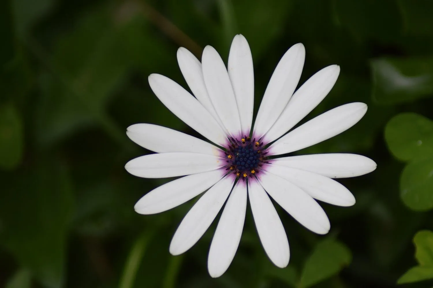 Garden in Margarita House