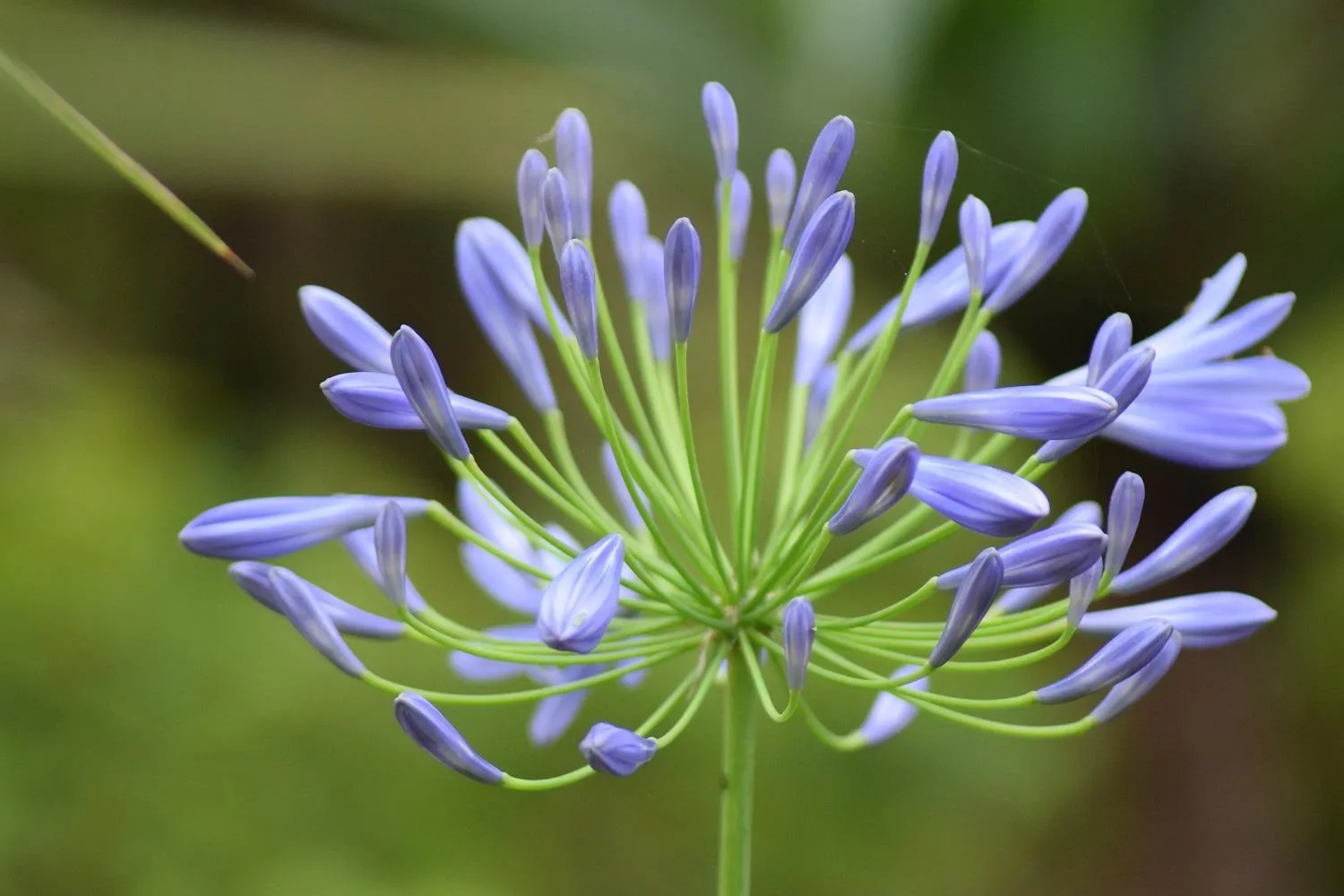 Garden in Margarita House