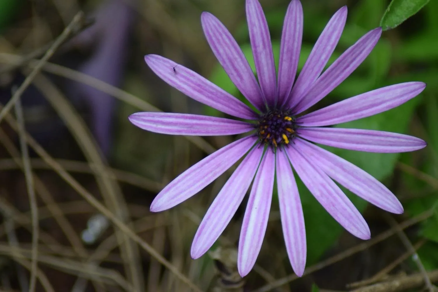 Garden in Margarita House