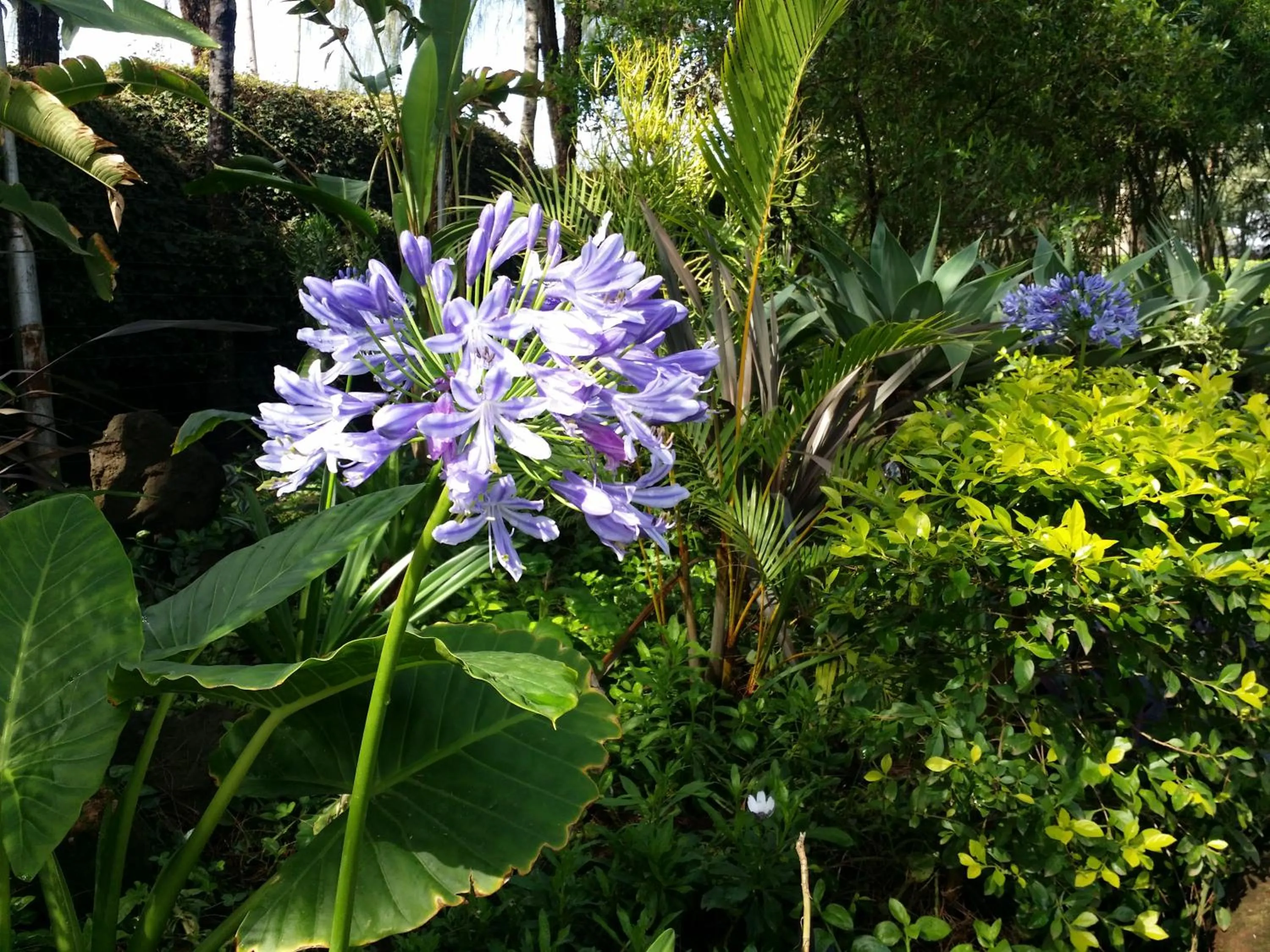 Garden view in Margarita House