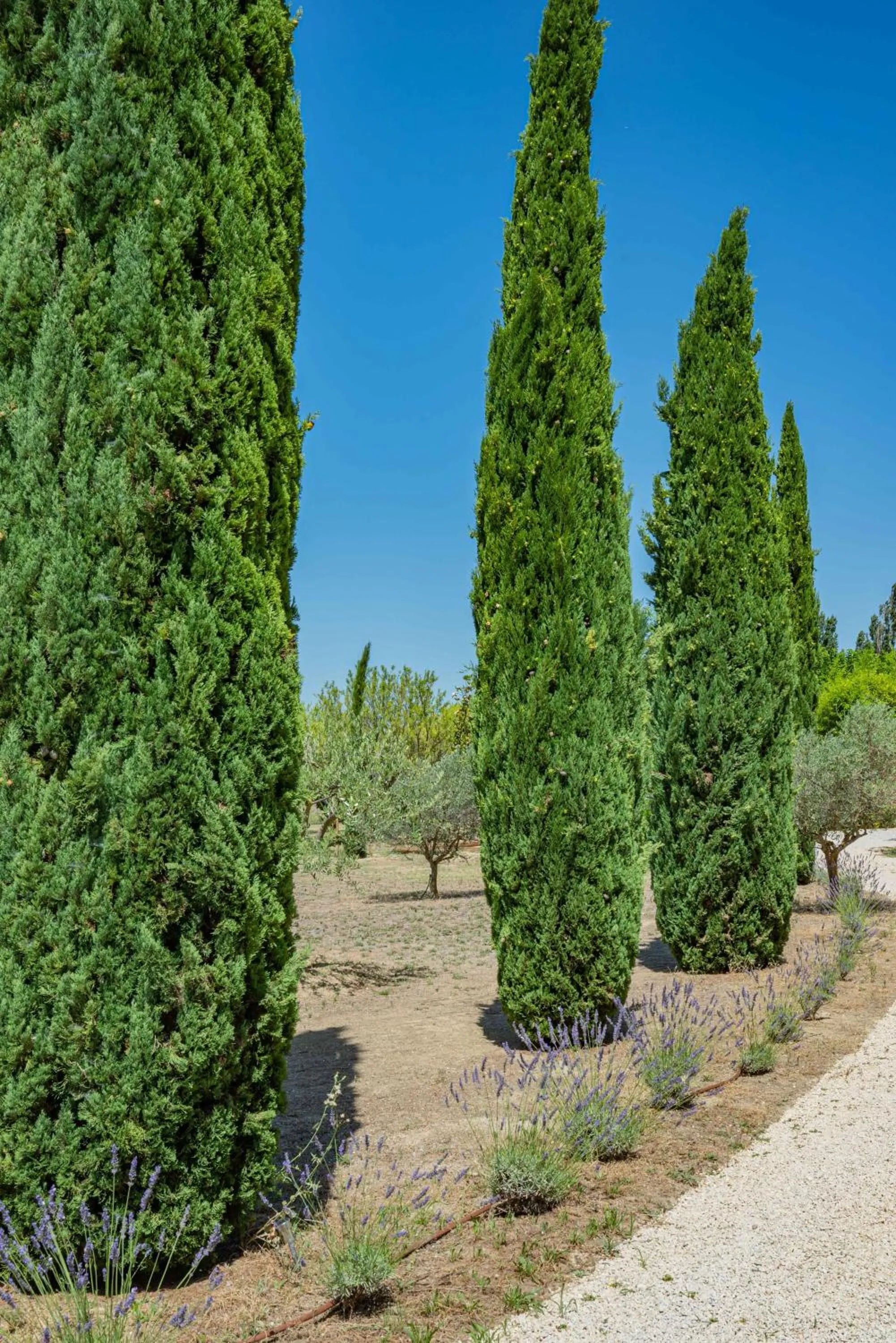 Garden in Les Chambres du Perussier