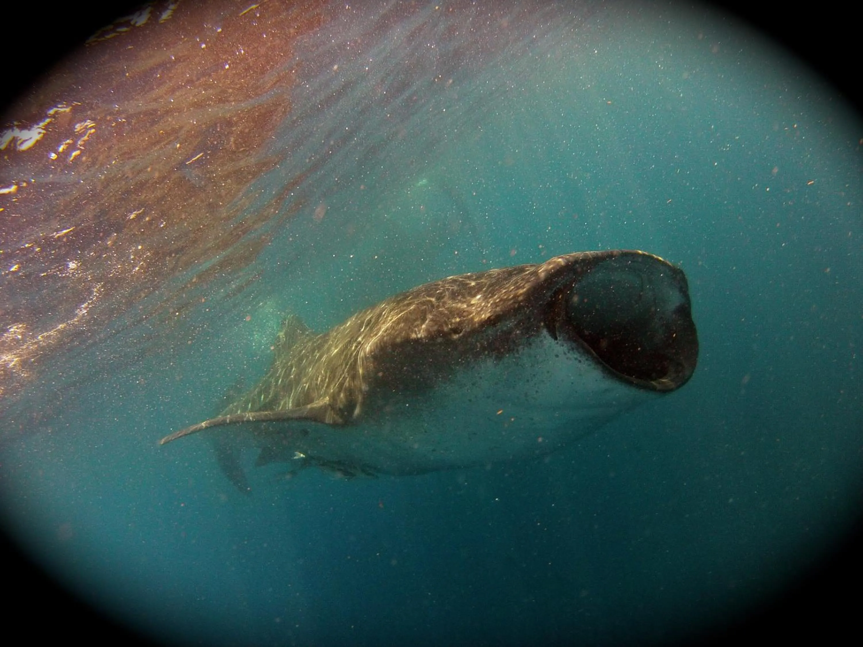 Animals in Sea Hawk Suites