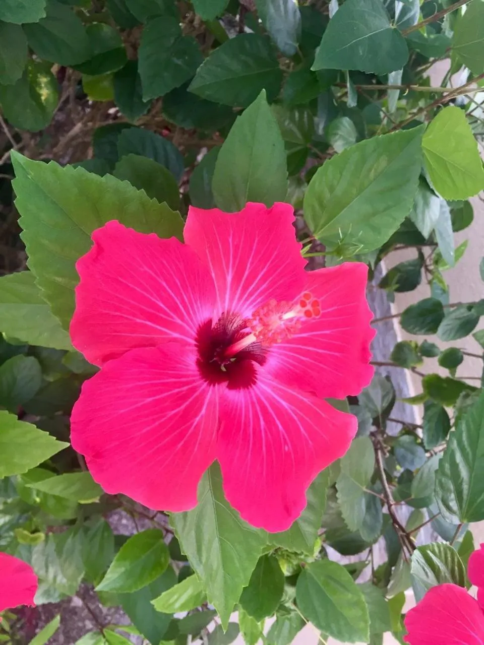 Garden in Seiri del Mar