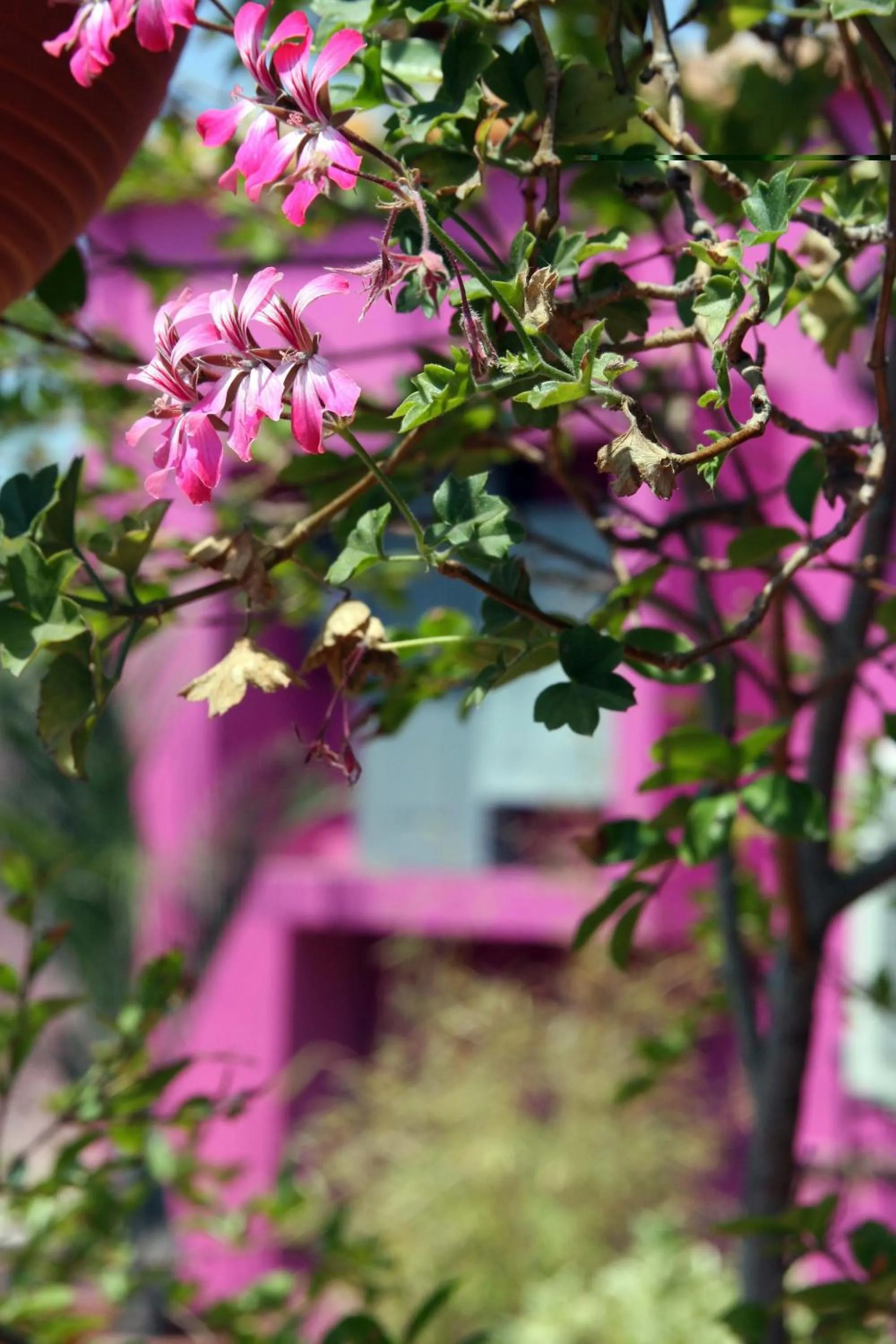 Garden in Casa Vilasanta