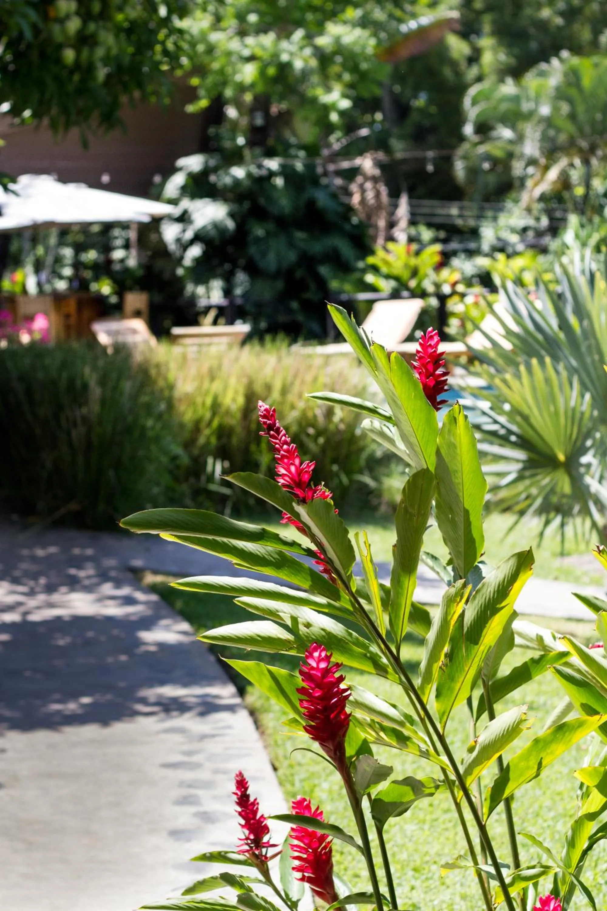 Garden in Guácima Escondida Hotel Boutique