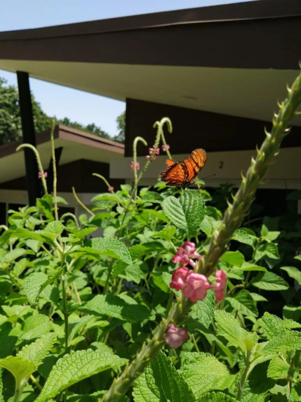 Garden view in Guácima Escondida Hotel Boutique
