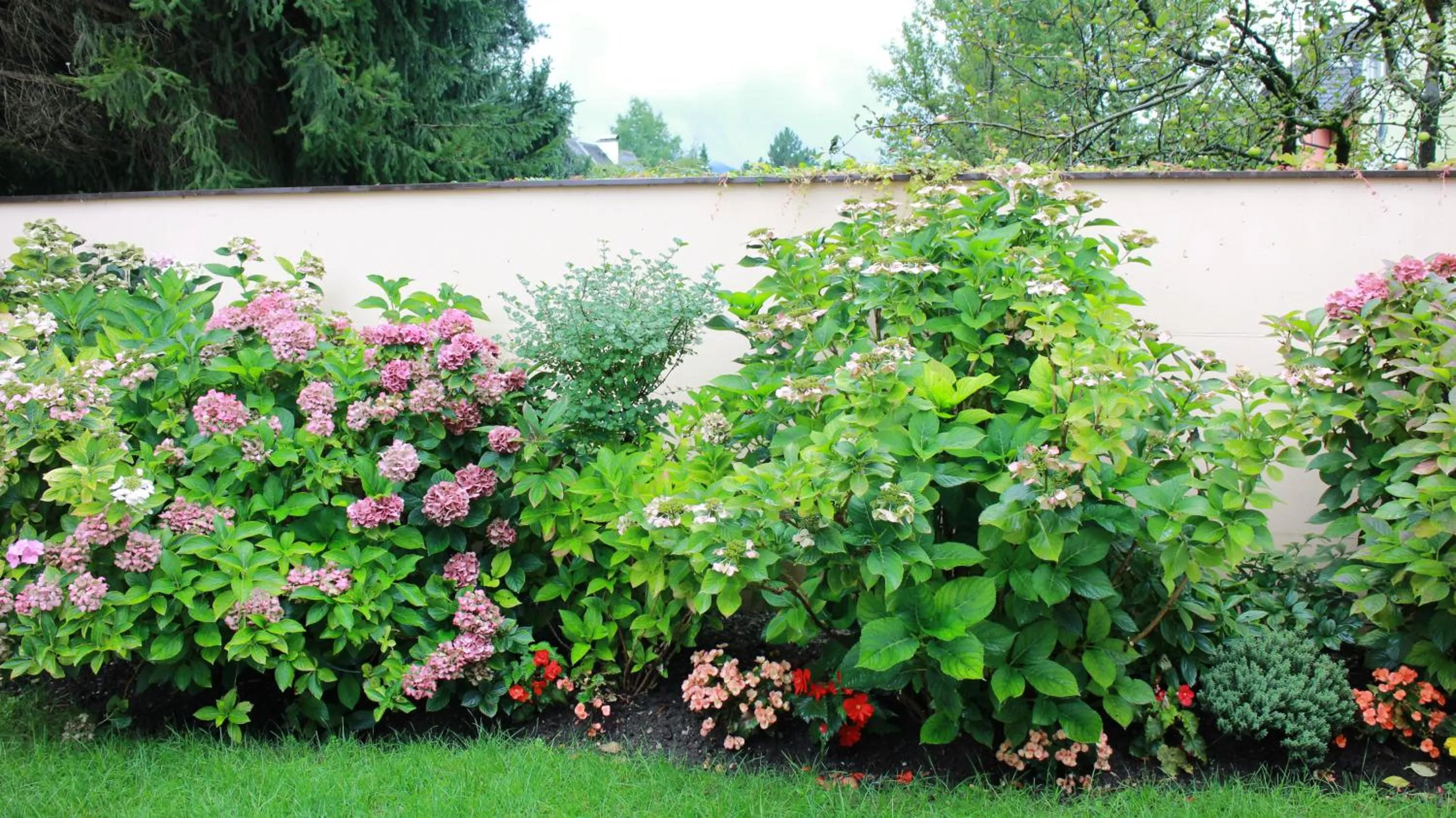 Garden in Hotel Josefa