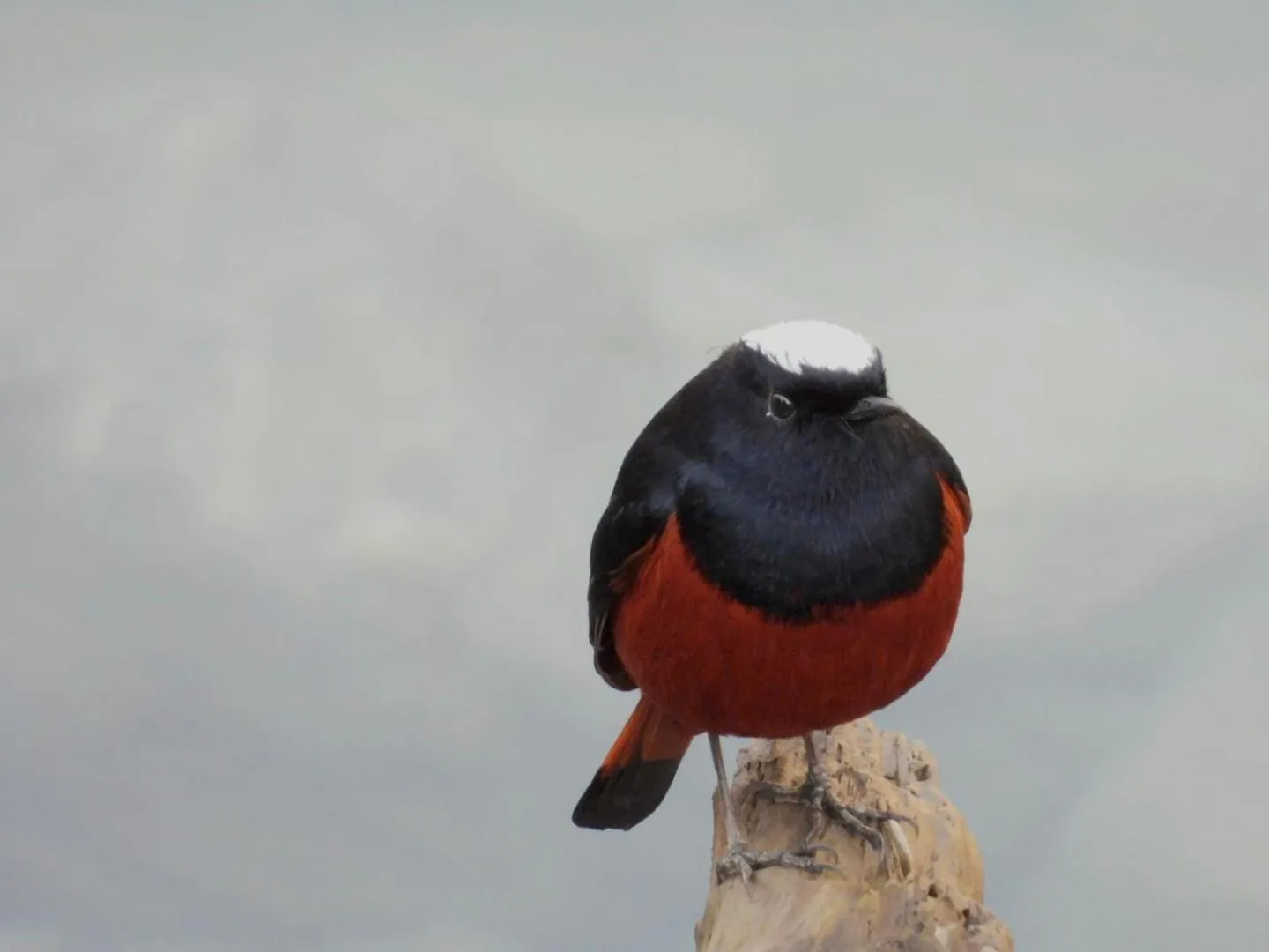 Tirthan Grand Riverside