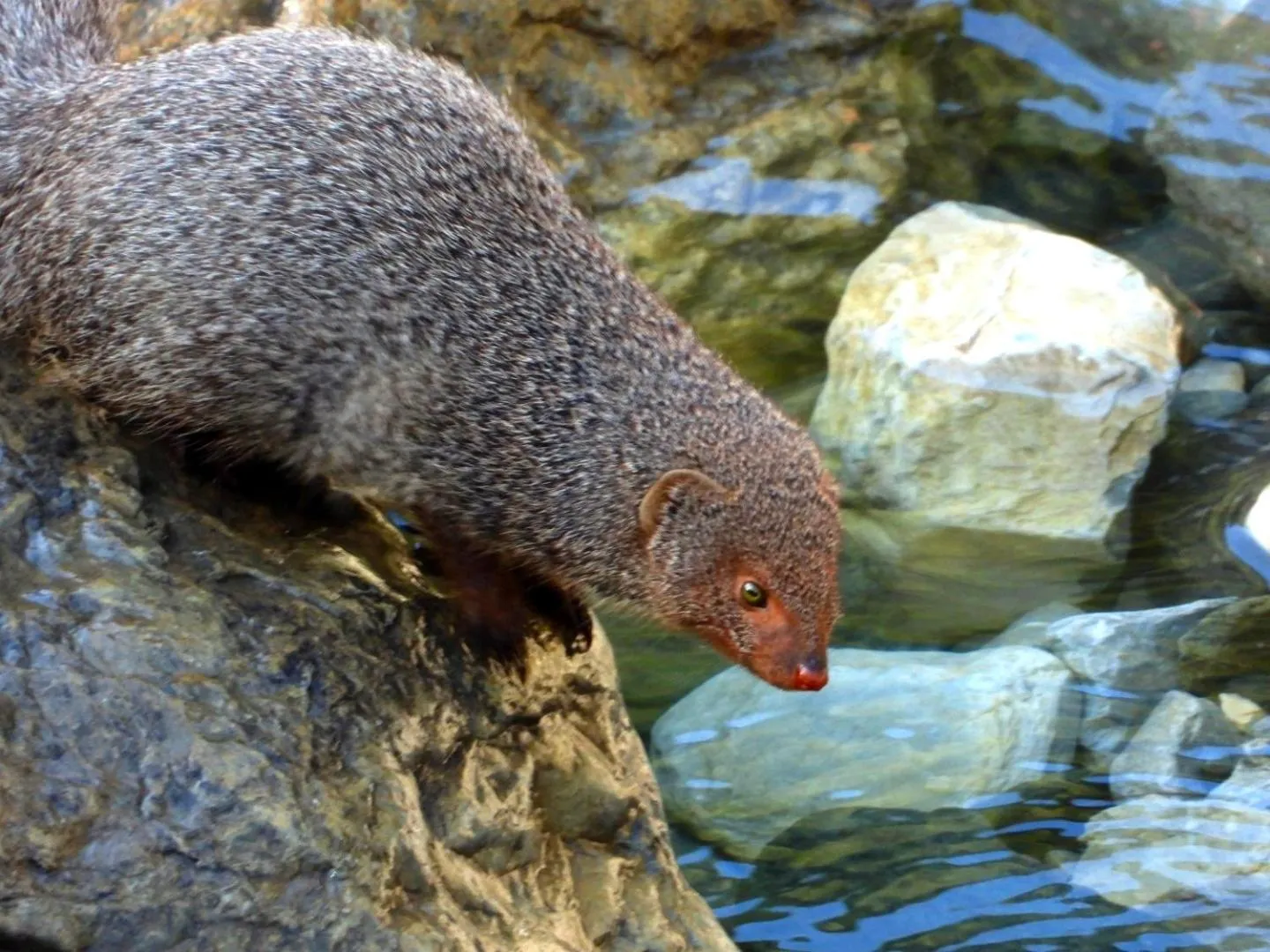 Tirthan Grand Riverside