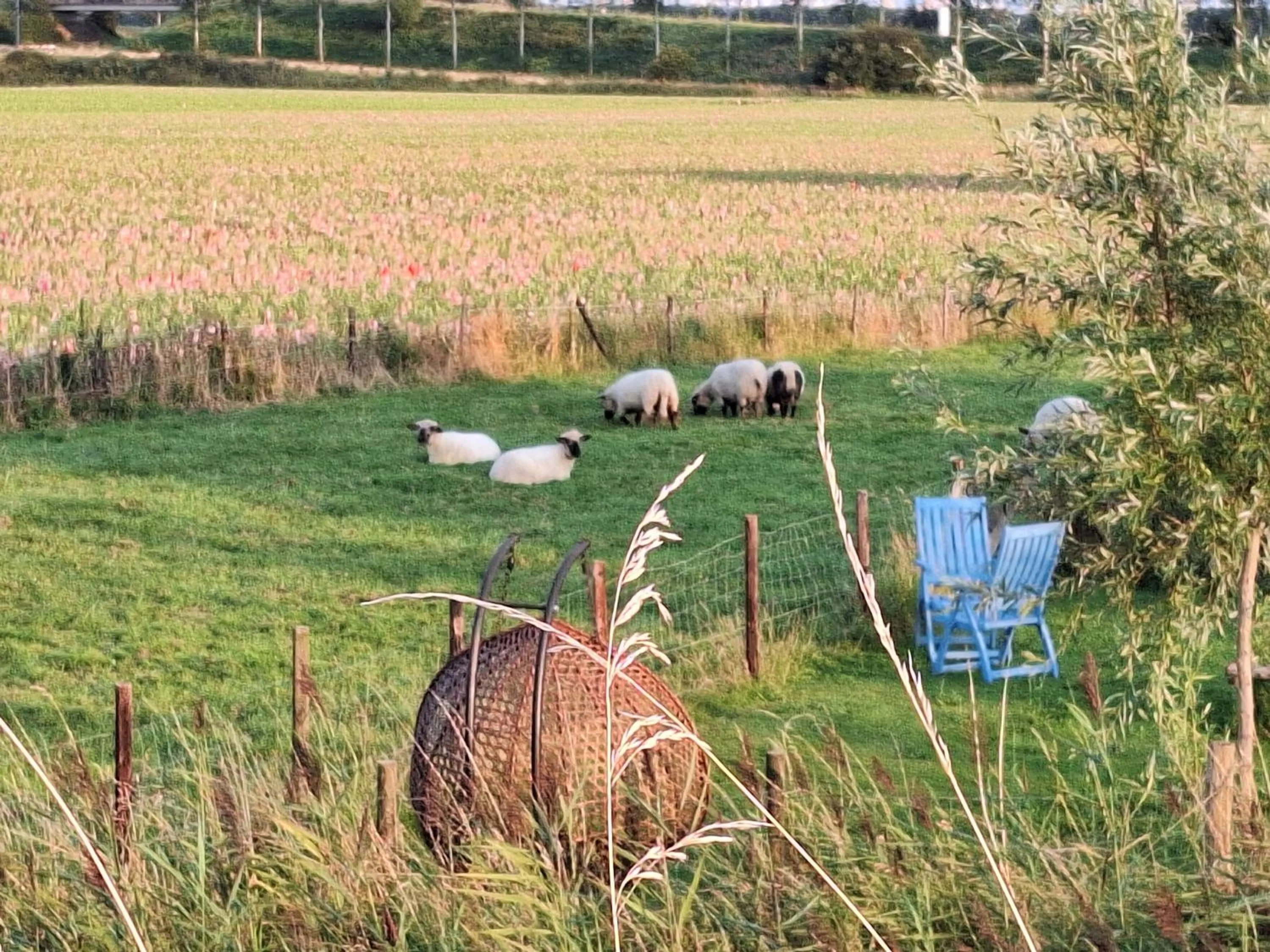 B & B 'Droom in de polder de Suite met prive sauna