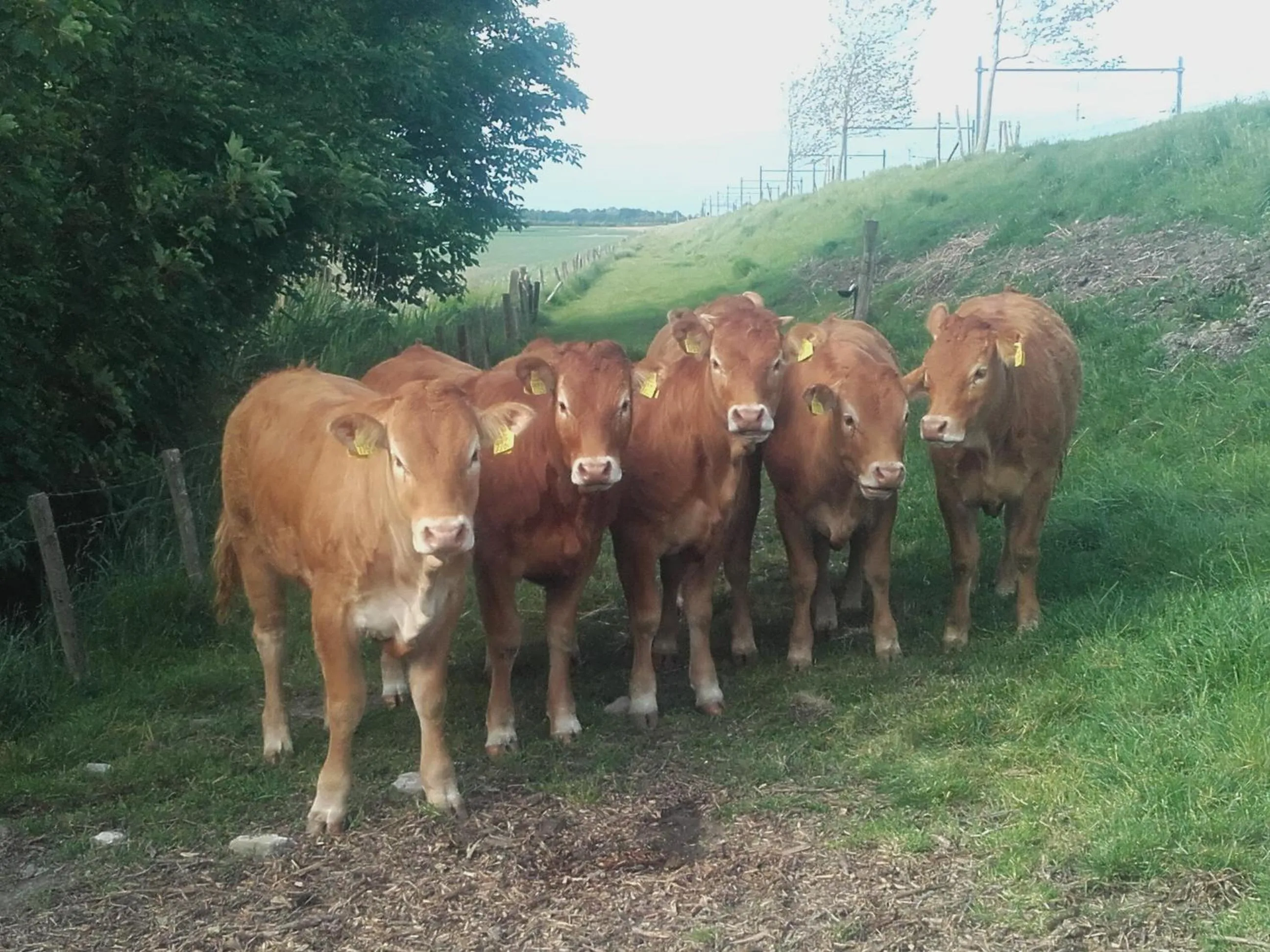 Animals in B & B 'Droom in de polder de Suite met prive sauna