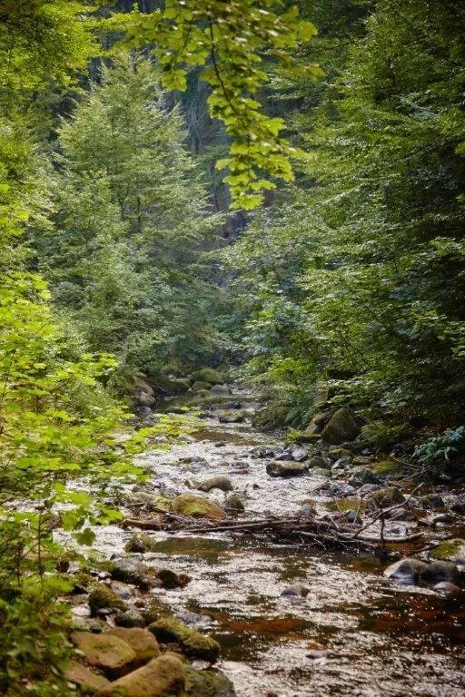 Day in Kurpark Flair Hotel Im Ilsetal