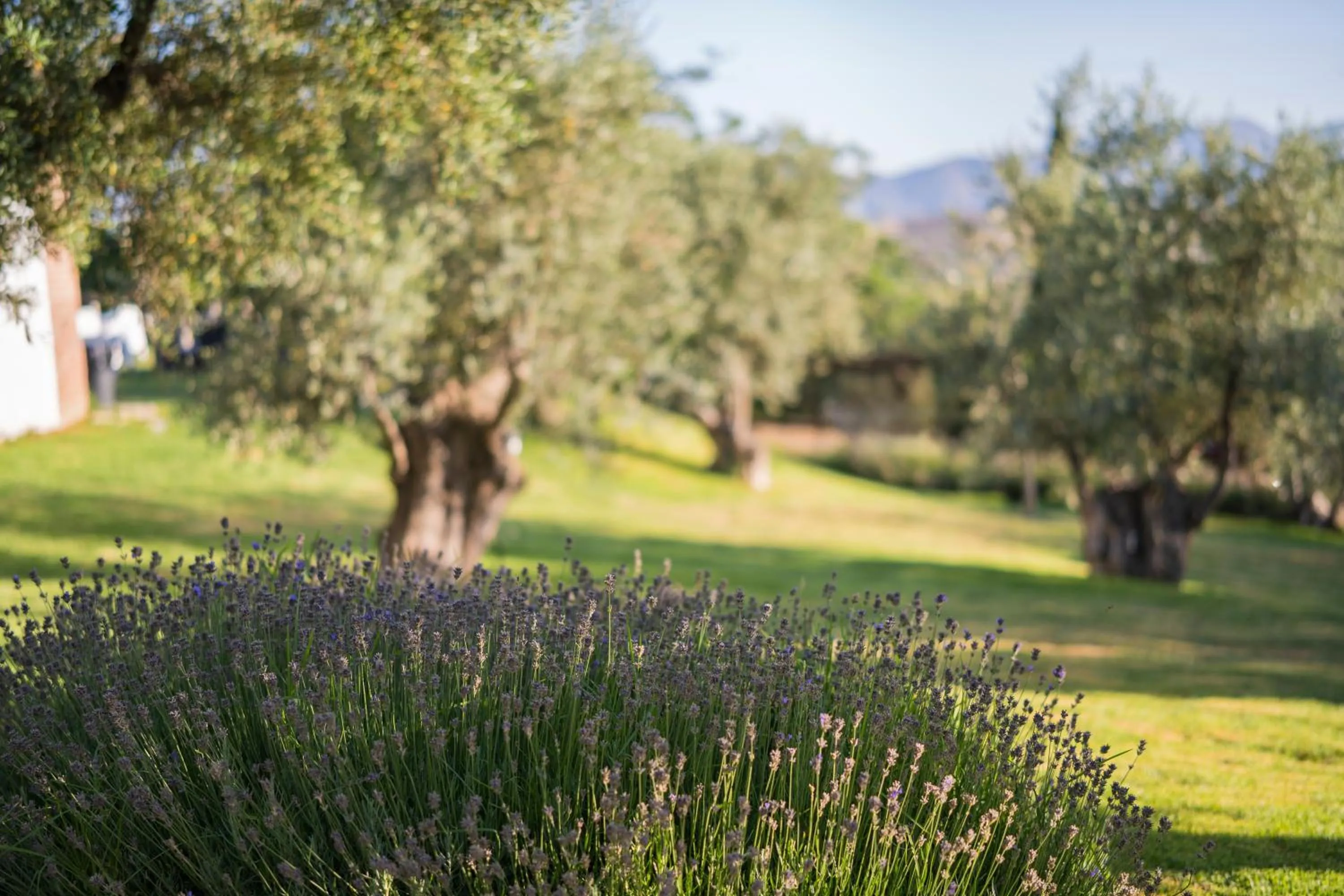 Garden in Hotel Rural Alqueria de los lentos