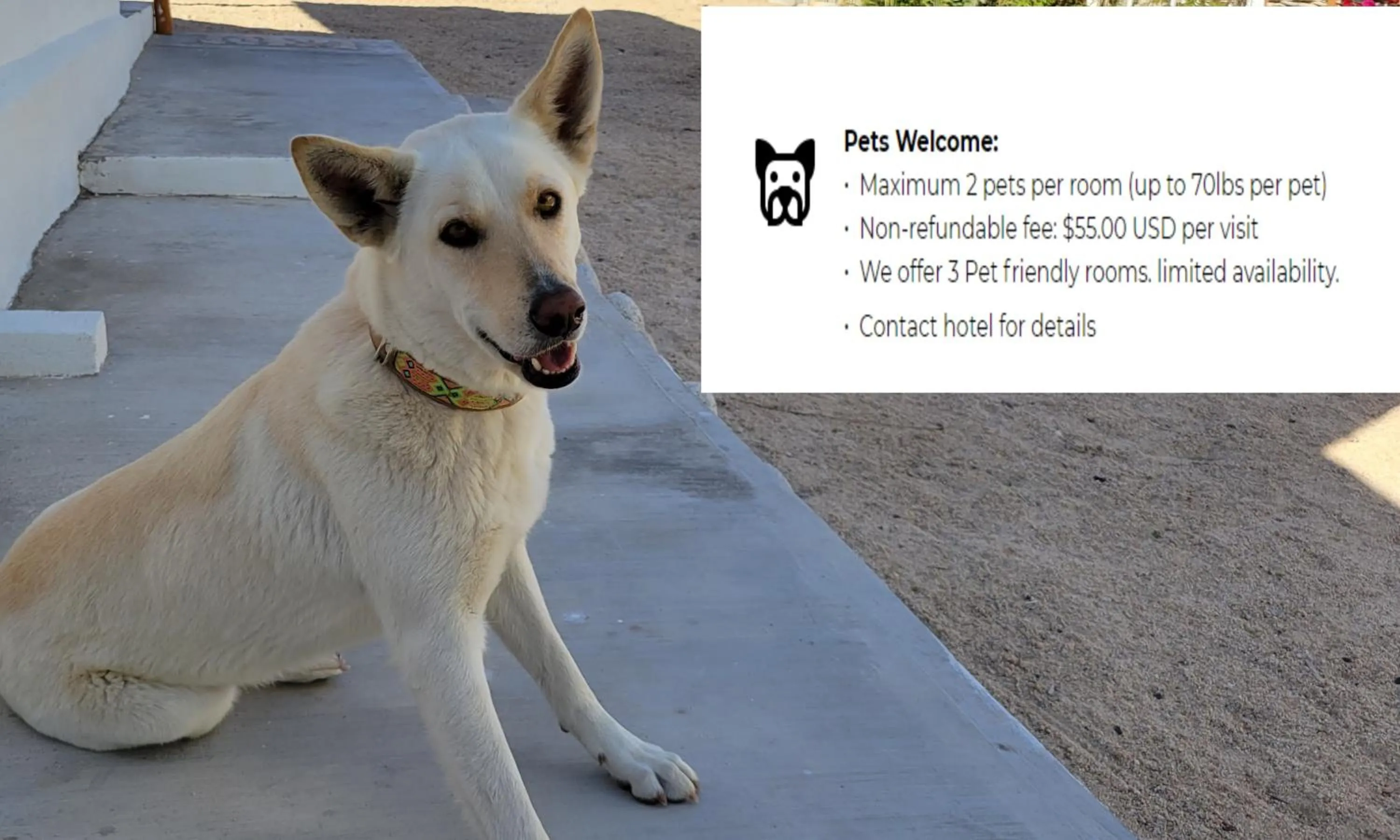 Pets in Pine Ridge Inn