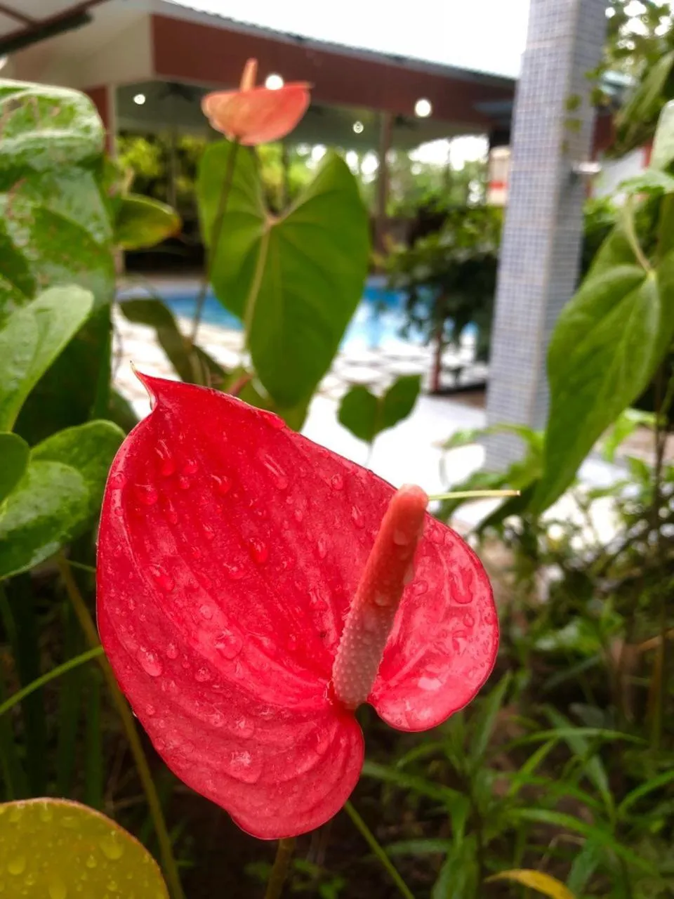 Off site in Hotel San Rafael Ecolodge