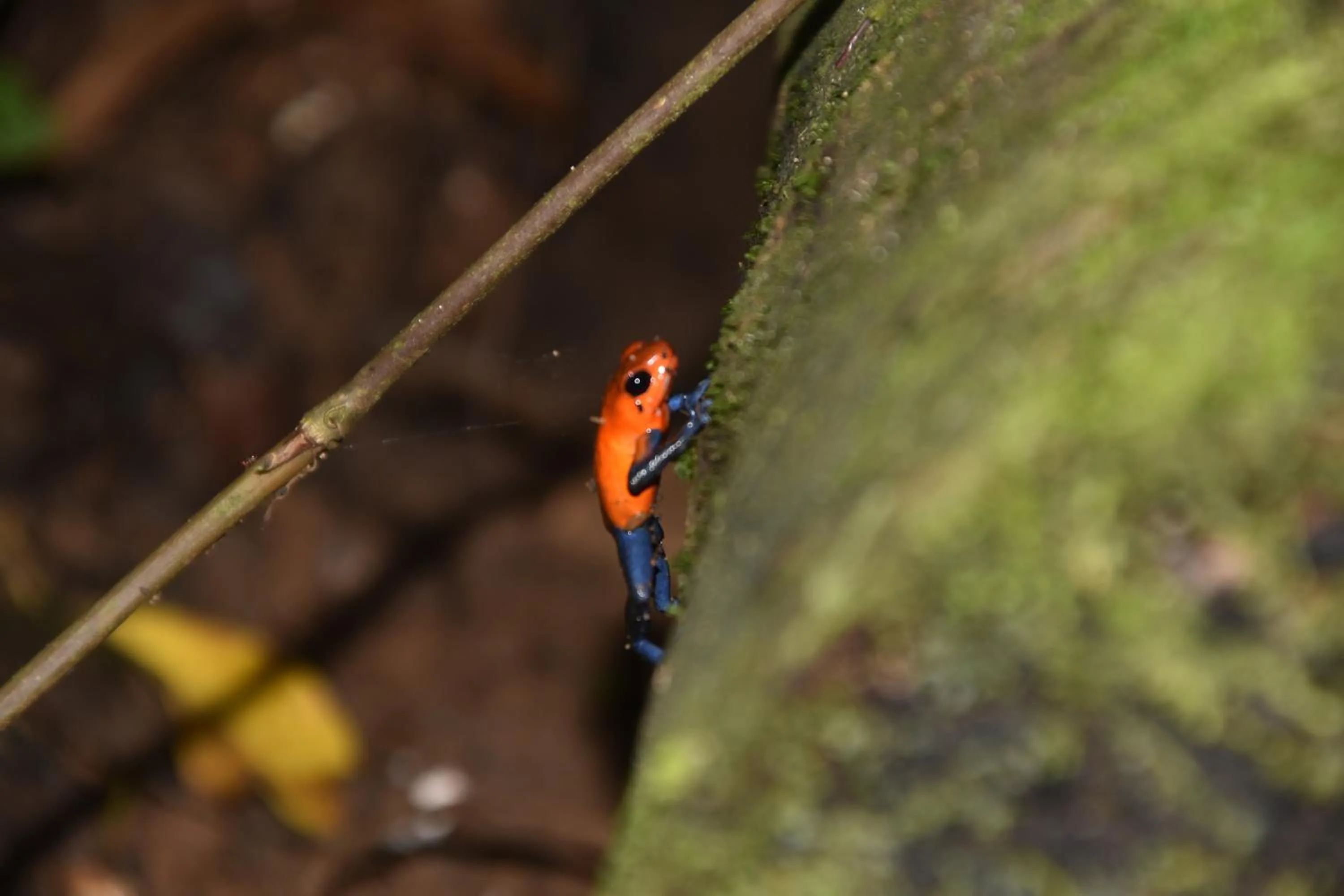 Natural landscape in Hotel San Rafael Ecolodge