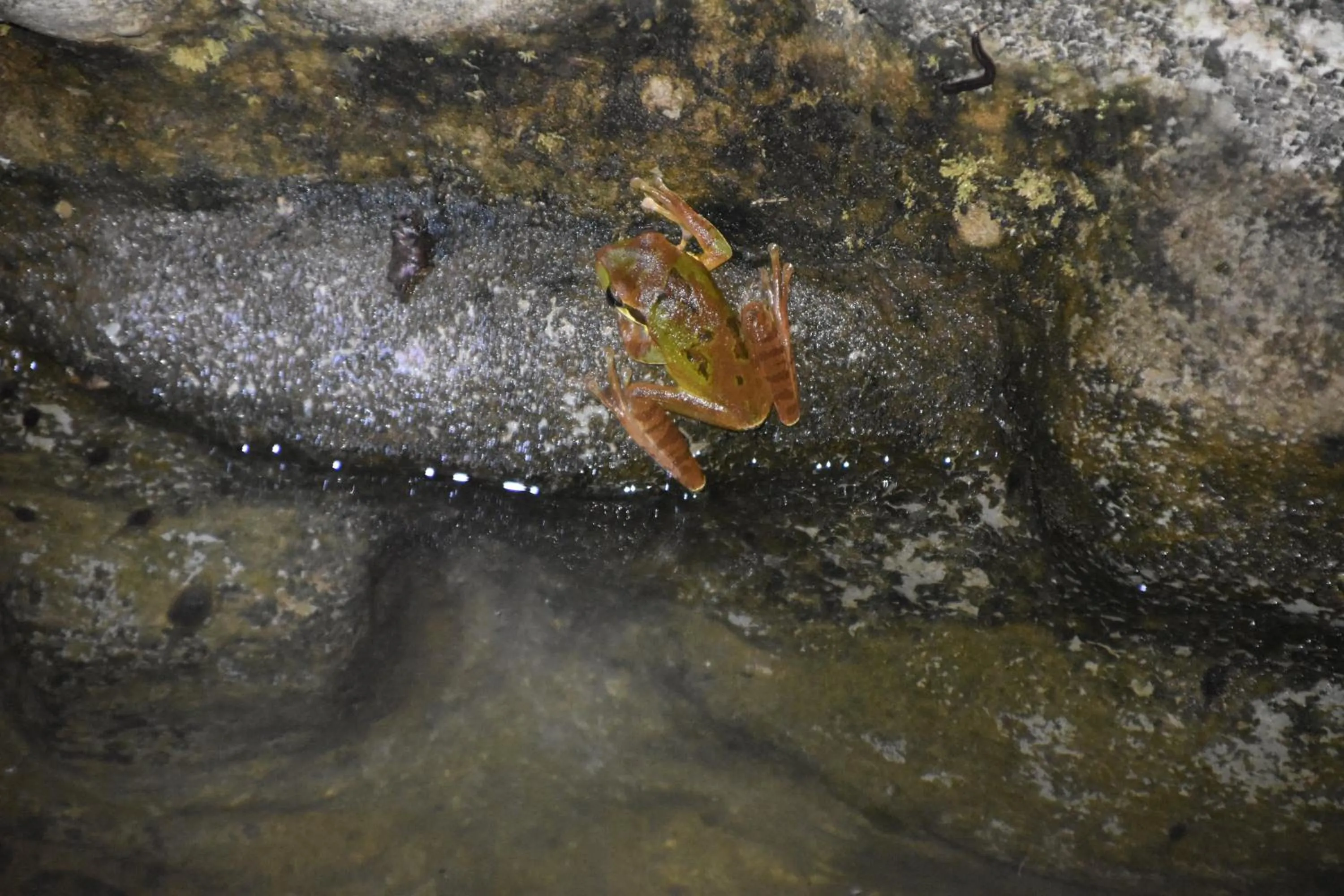 Animals in Hotel San Rafael Ecolodge