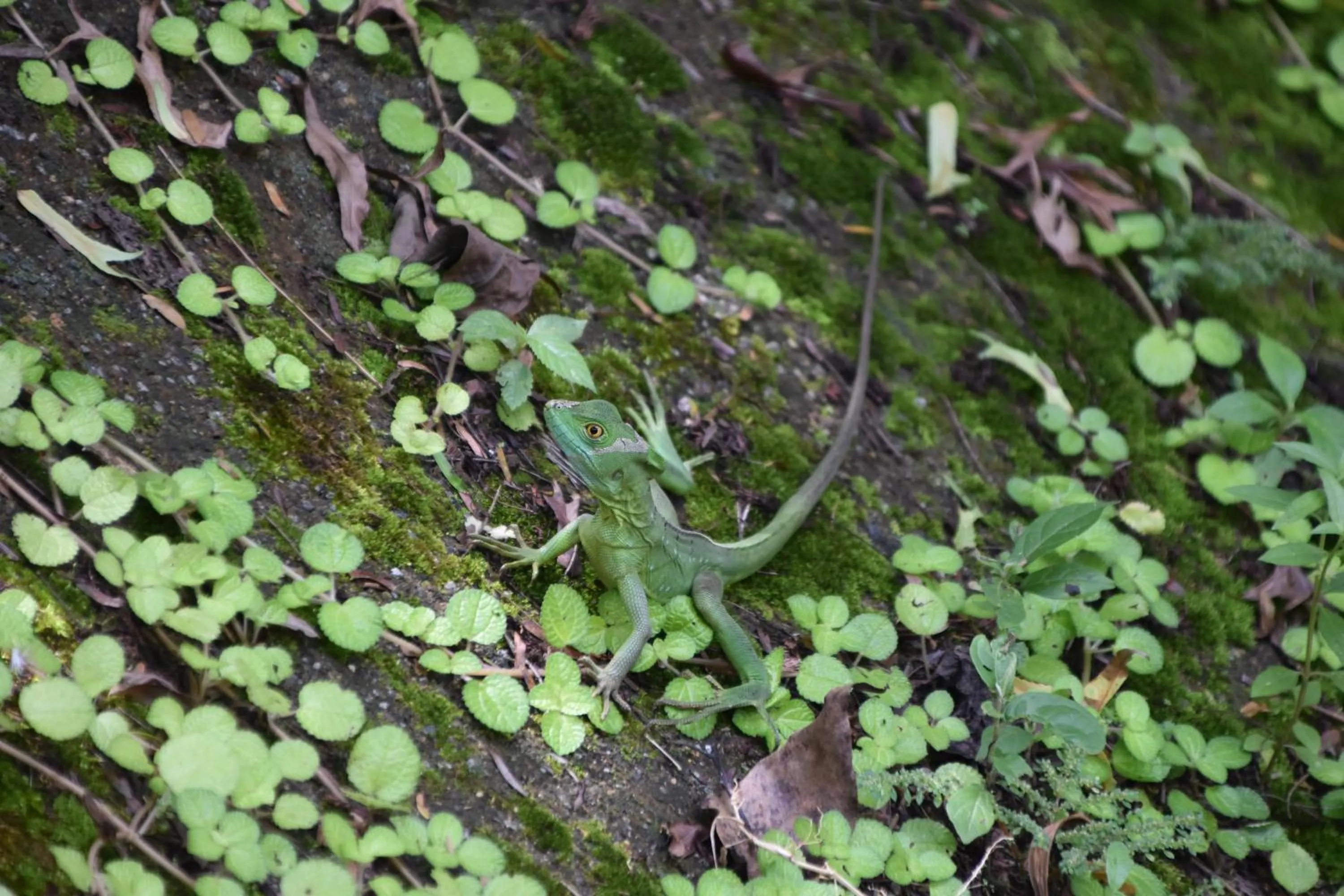 Animals in Hotel San Rafael Ecolodge