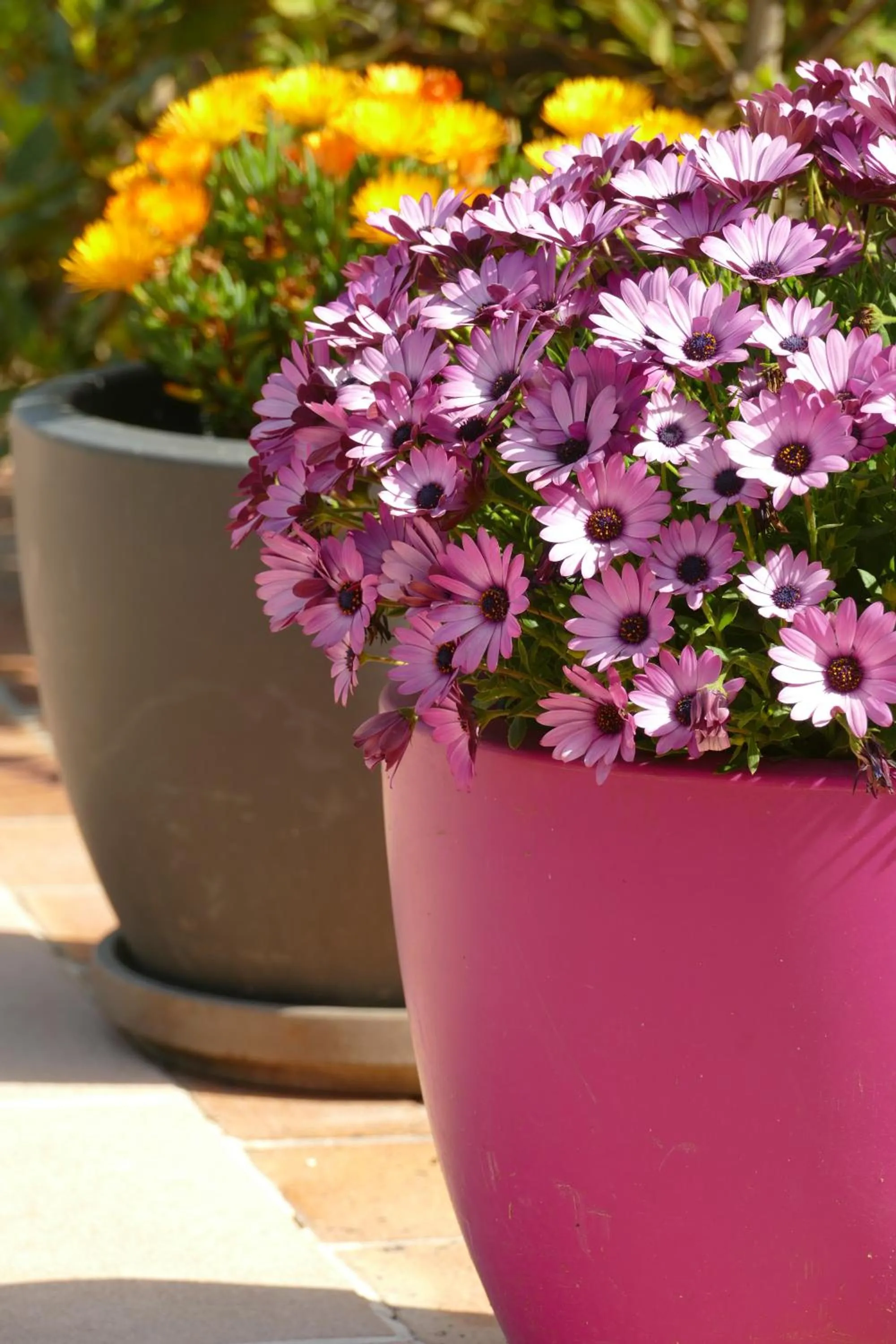 Garden in Villa Alessia