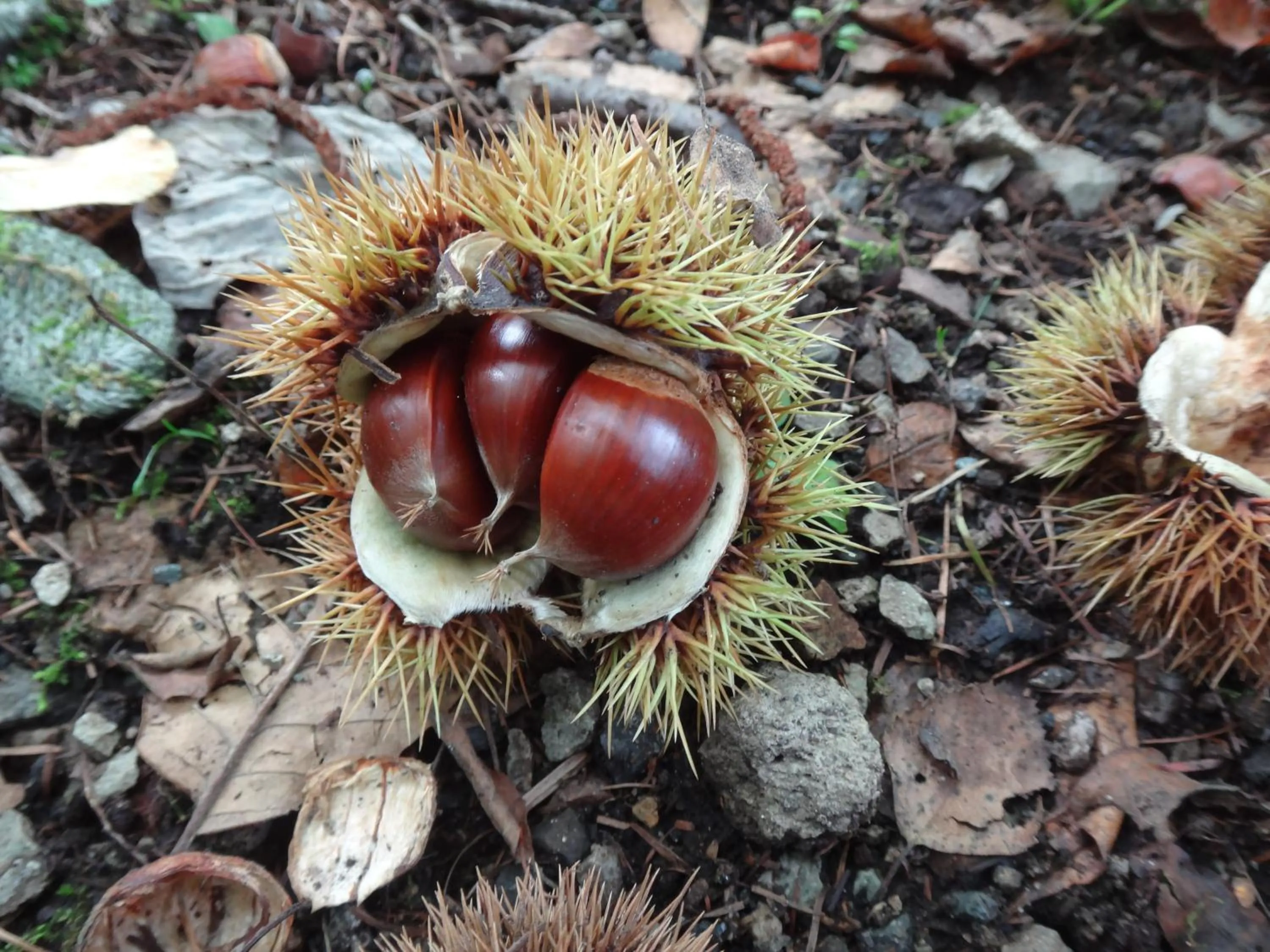 Other in B&B Hotel Hyochoan