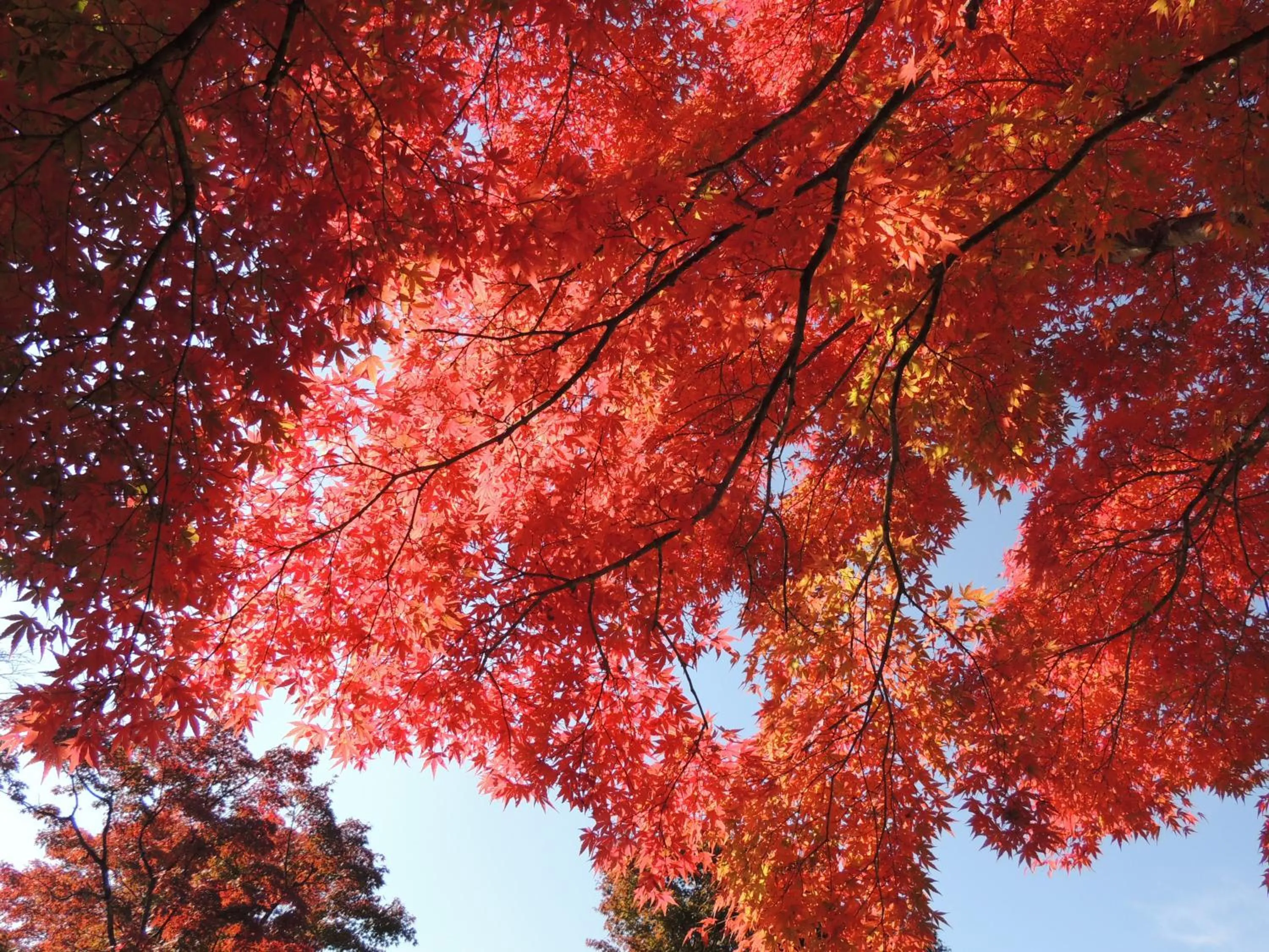 Natural landscape in B&B Hotel Hyochoan