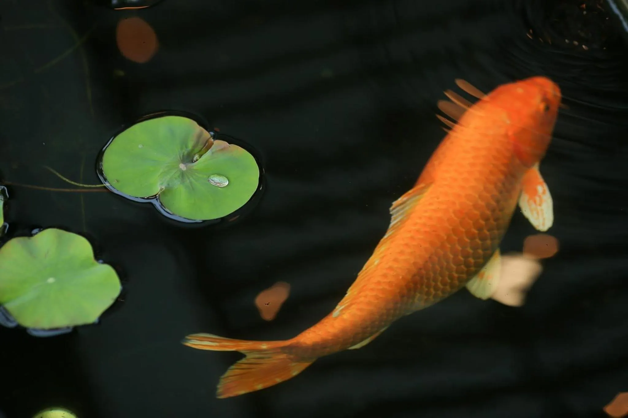 Animals in Le Patta Resort & Hotel Chiang Rai