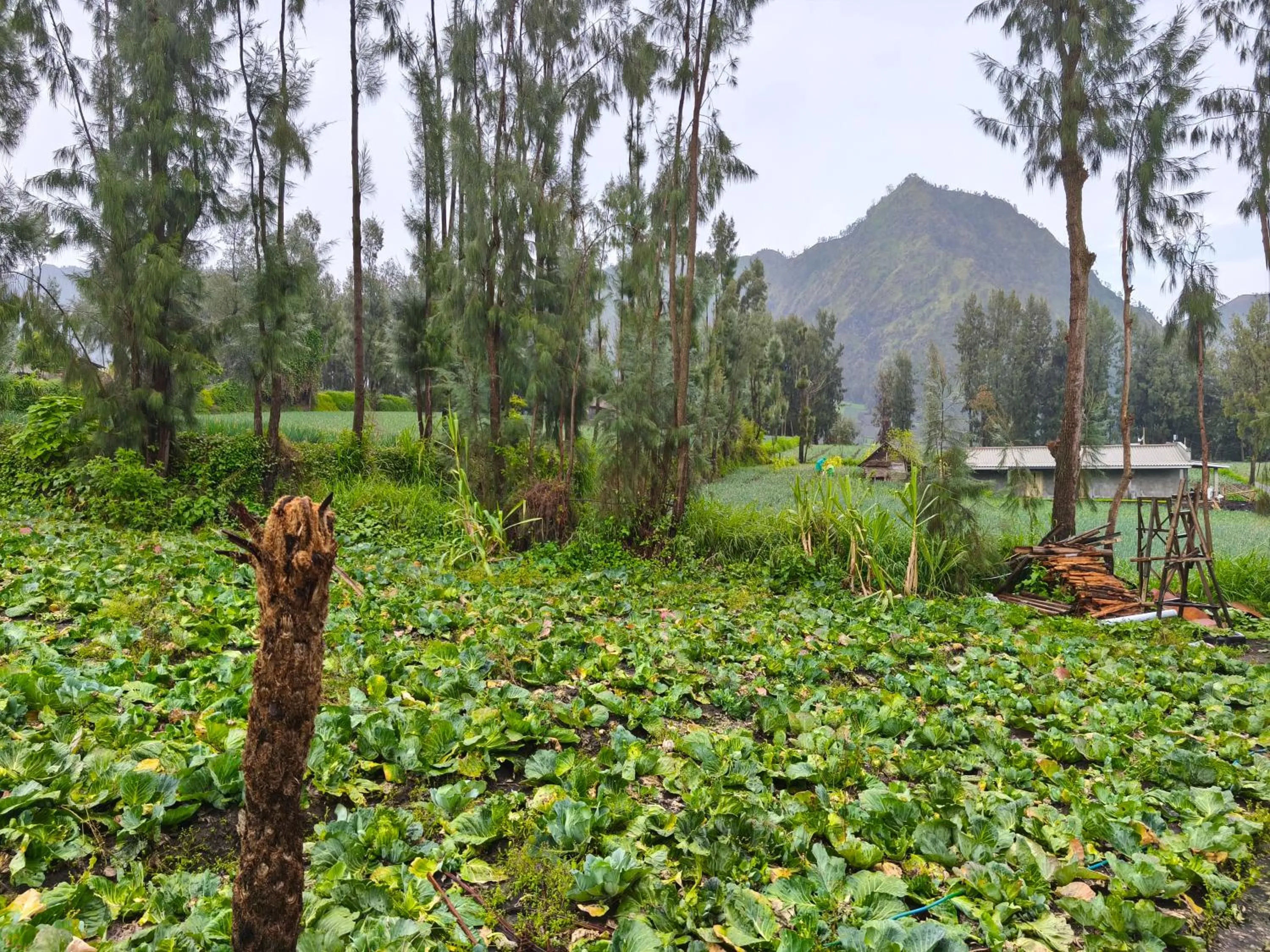 Garden view in Elen Homestay by ABM