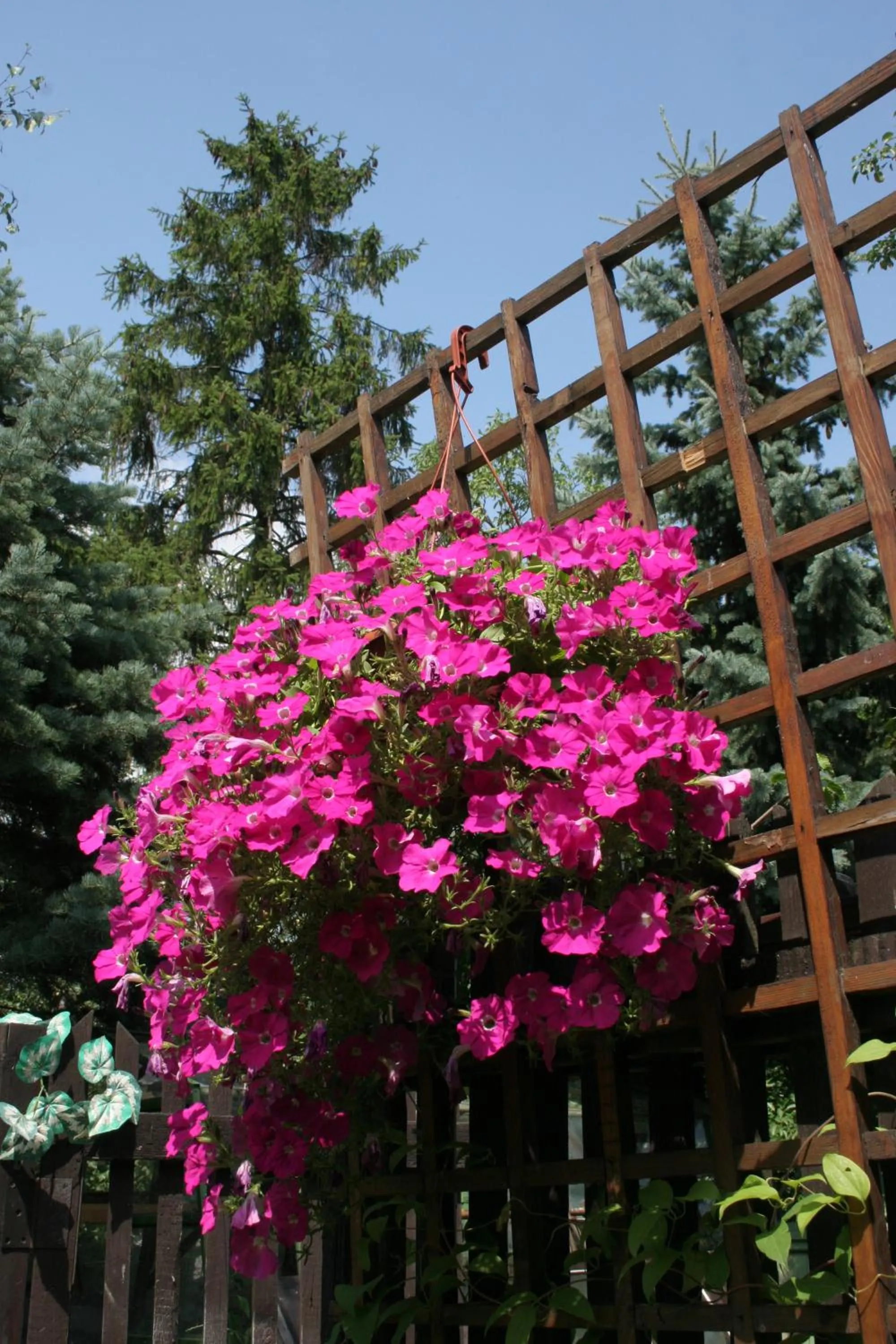 Garden in Penzion Eva Krnov
