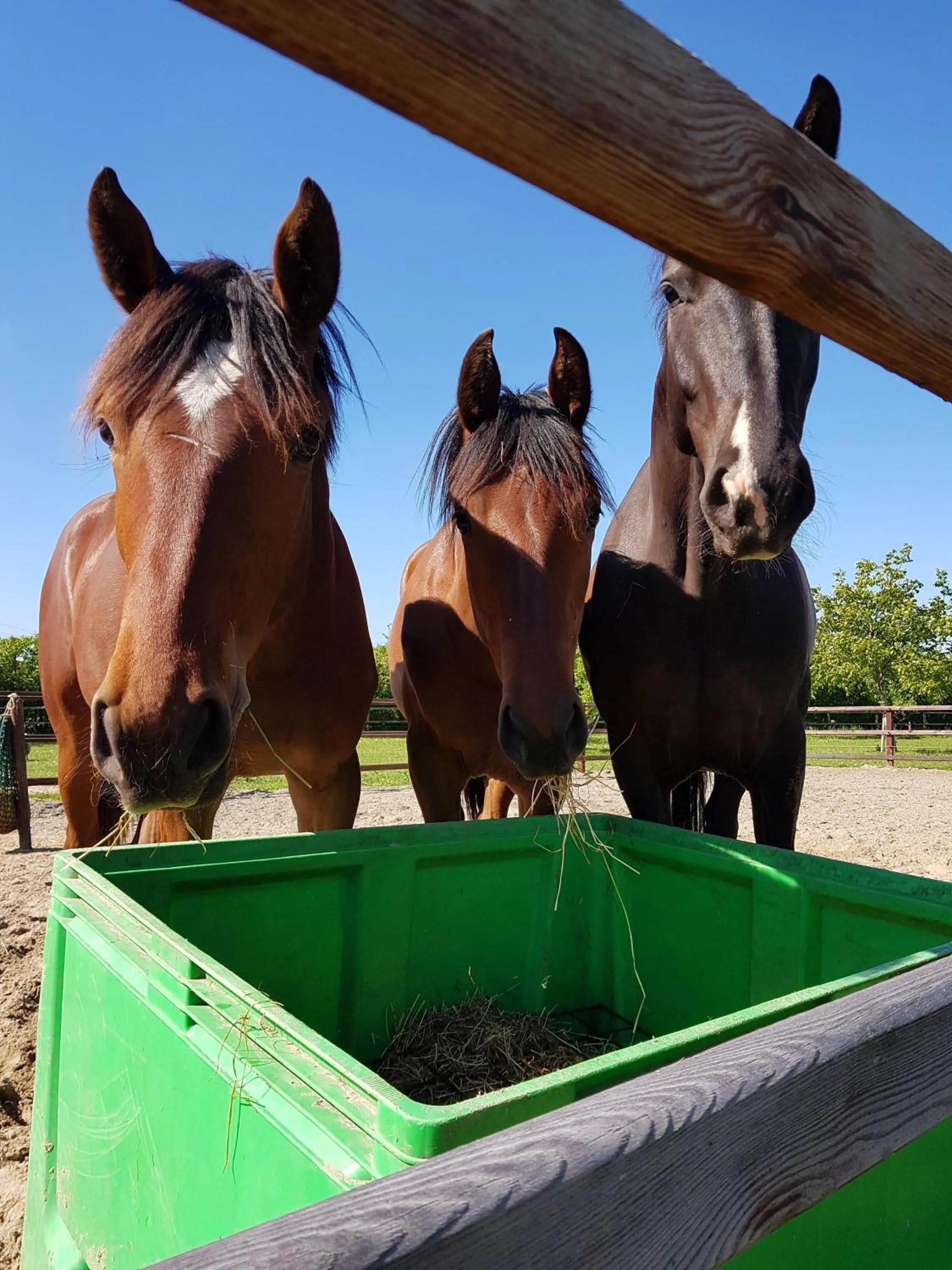 Animals in B&B Biesehof