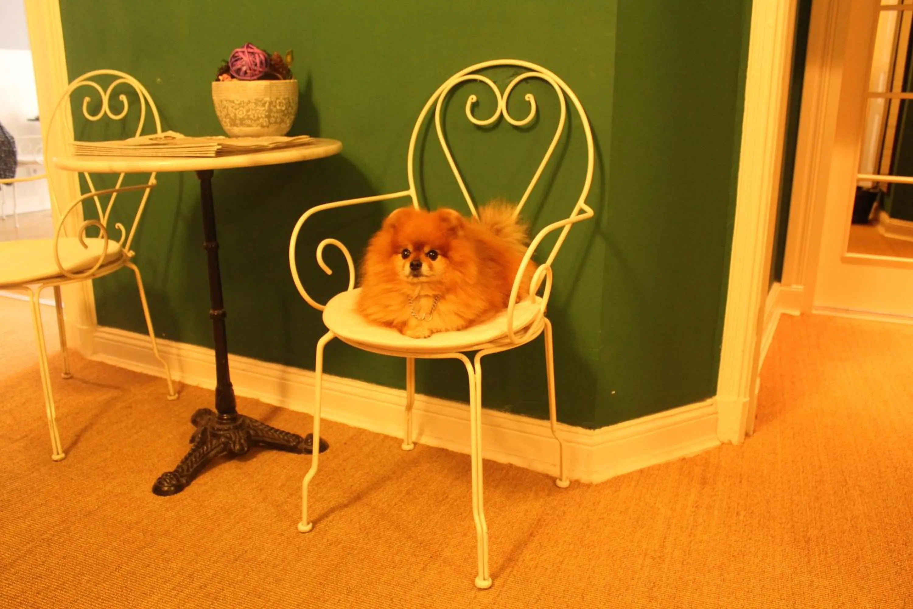 Pets in Hotel-Maison Am Olivaer Platz