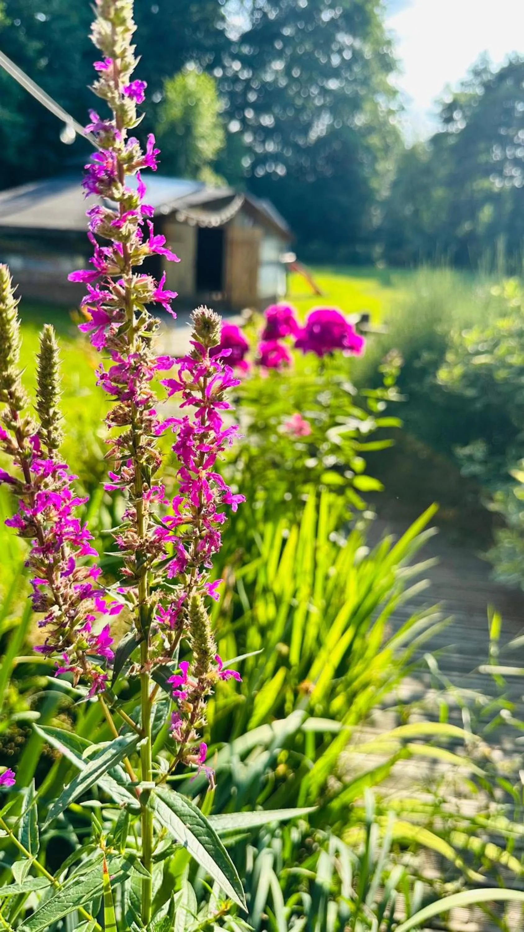 Garden in OSADA POD LASEM