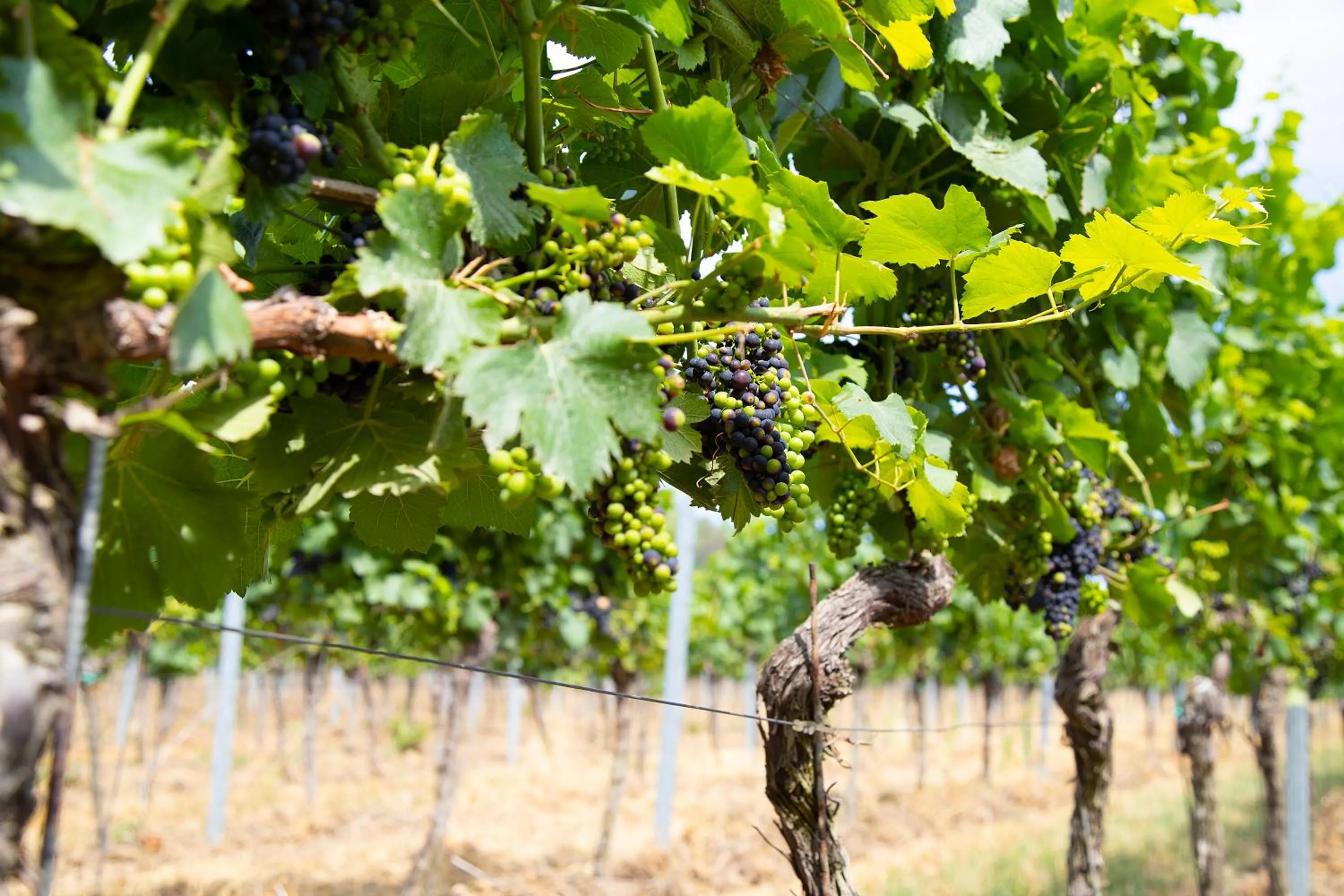 Area and facilities in Hotel Annaberg