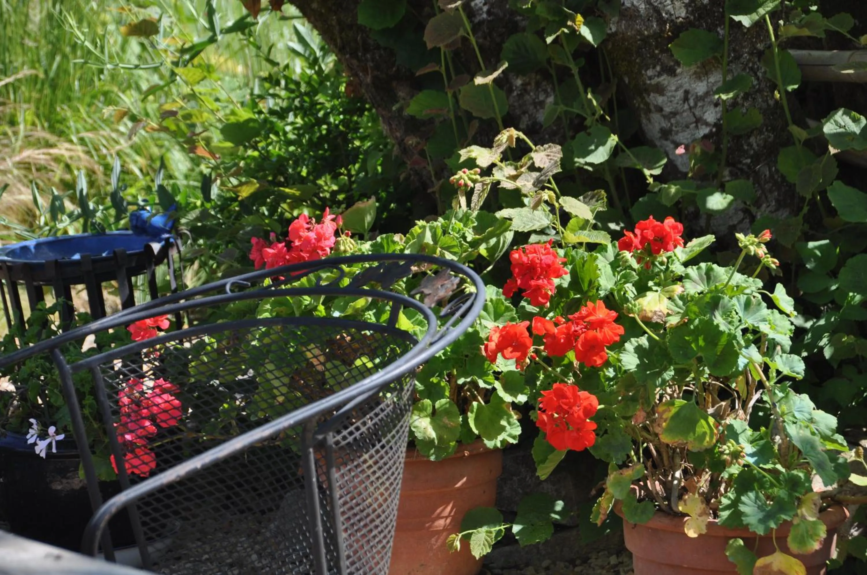 Garden in Bienvenue au Mas