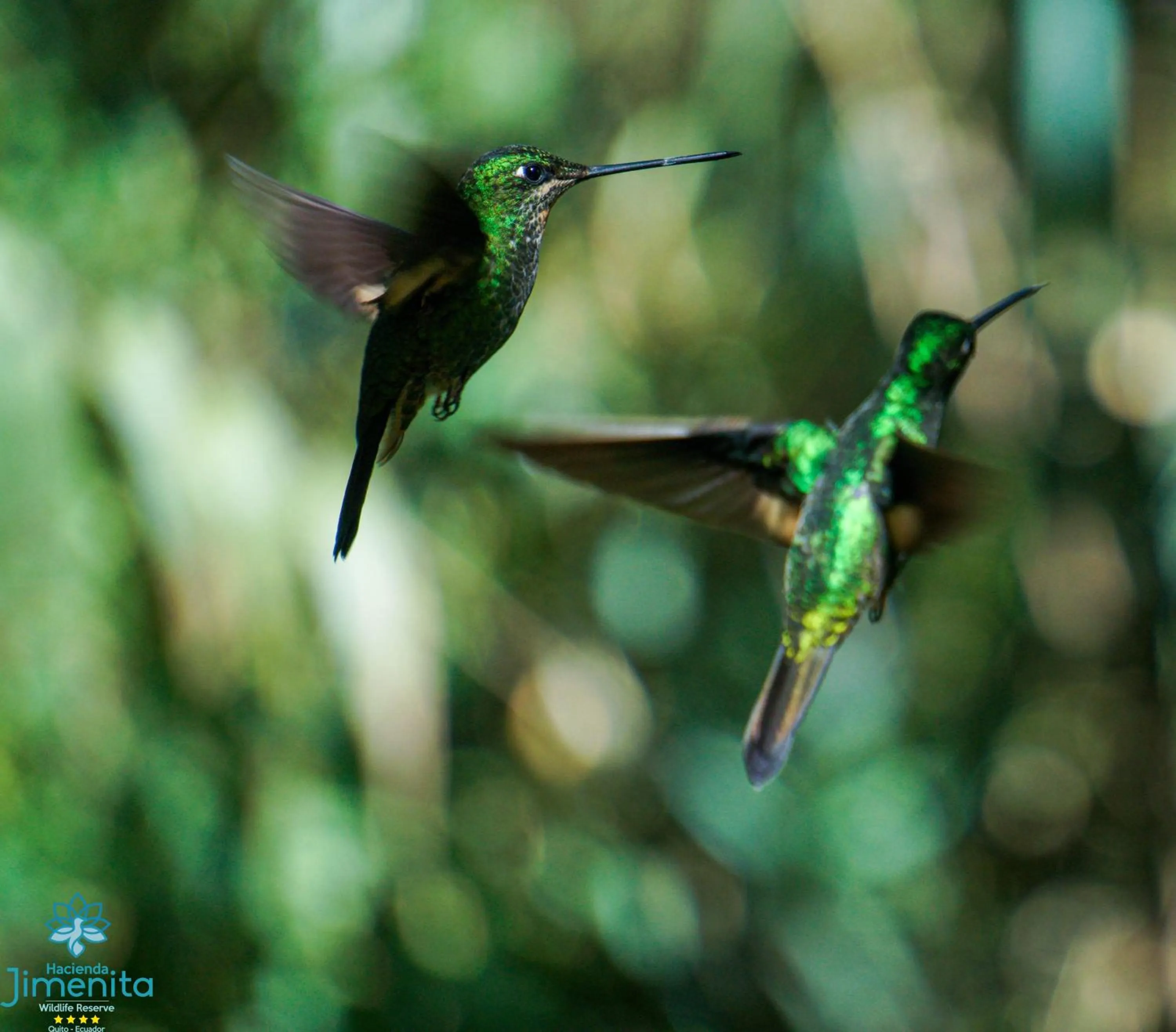 Animals in Hacienda Jimenita Wildlife Reserve